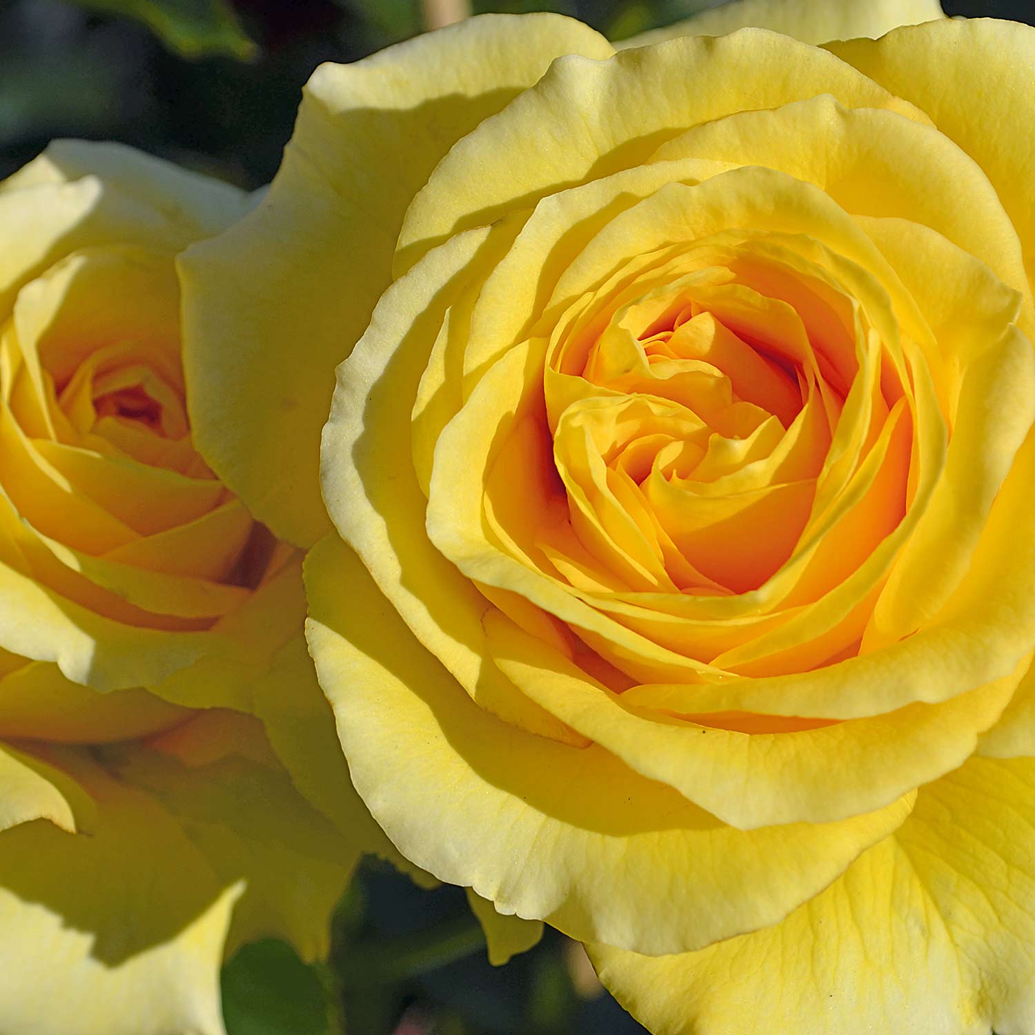 Kletterrose 'Sommergold®' ADR Wz, 2 - 3 Triebe Liefergröße: mindestens 3 starke Triebe