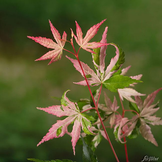 Rhododendren, Azaleen und Heide - Dreifarben-Fächerahorn 'Oridono nischiki' C3-5 60 - 80 cm Liefergröße: 60-80 cm - Acer palmatum Oridono nischiki