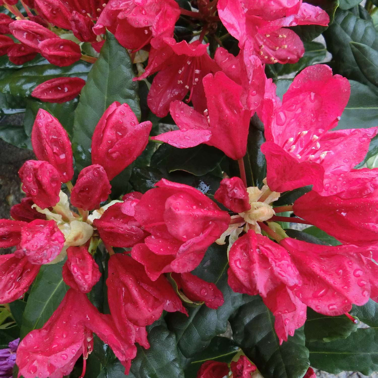 Rhododendron 'Hachmann's Feuerschein®' - Container Liefergröße: 30-40 cm