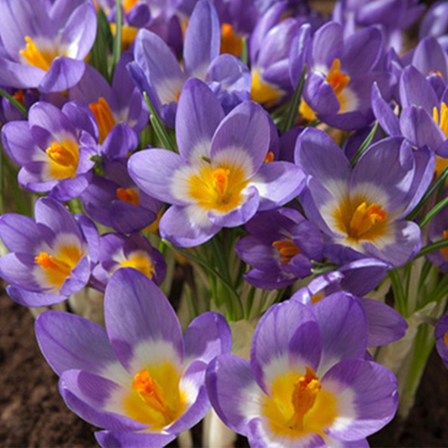Botanische Krokusse 'Sieberi Tricolor' - 15 Stück Liefergröße: Zwiebelgröße 5/+