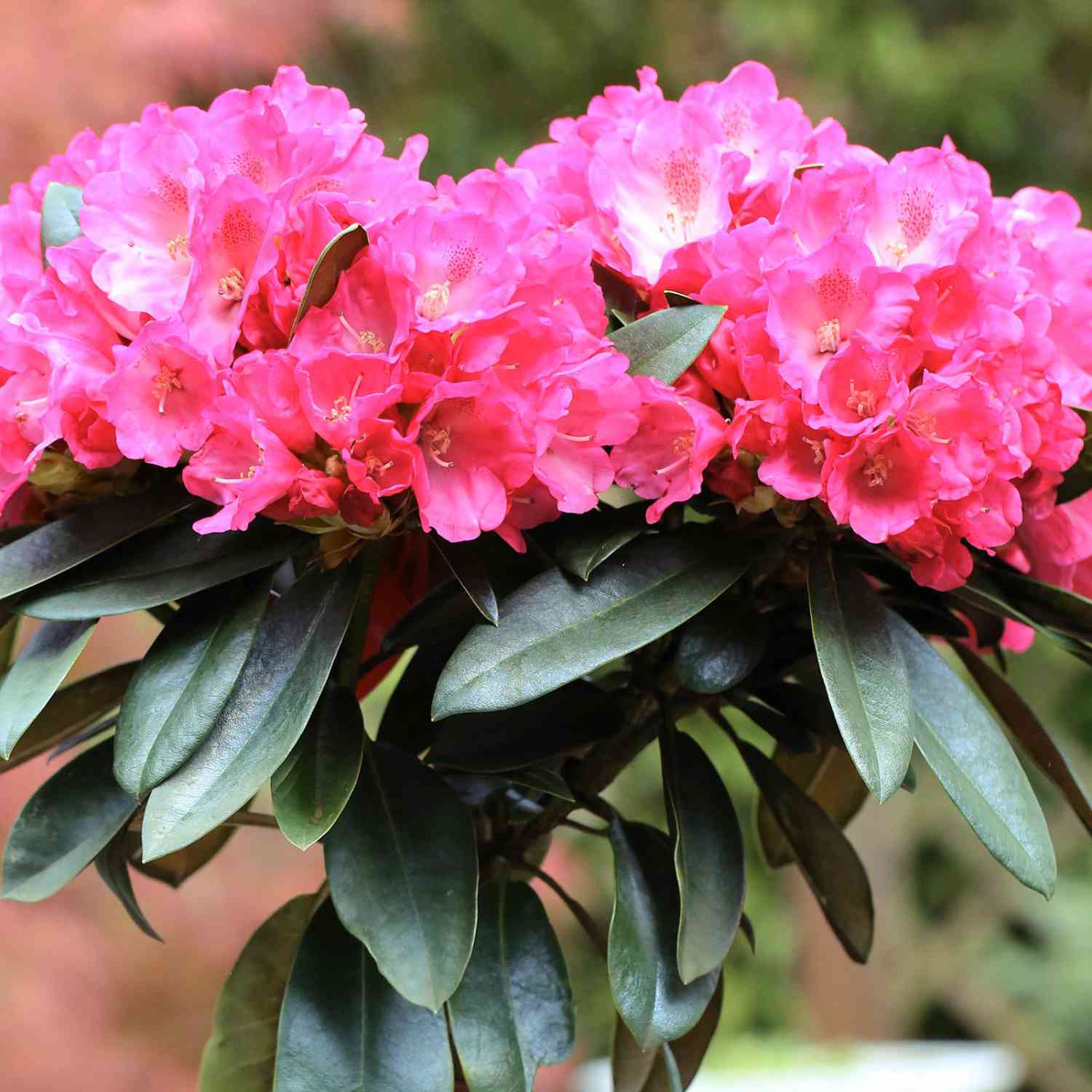 Ball-Rhododendron 'Morgenrot'