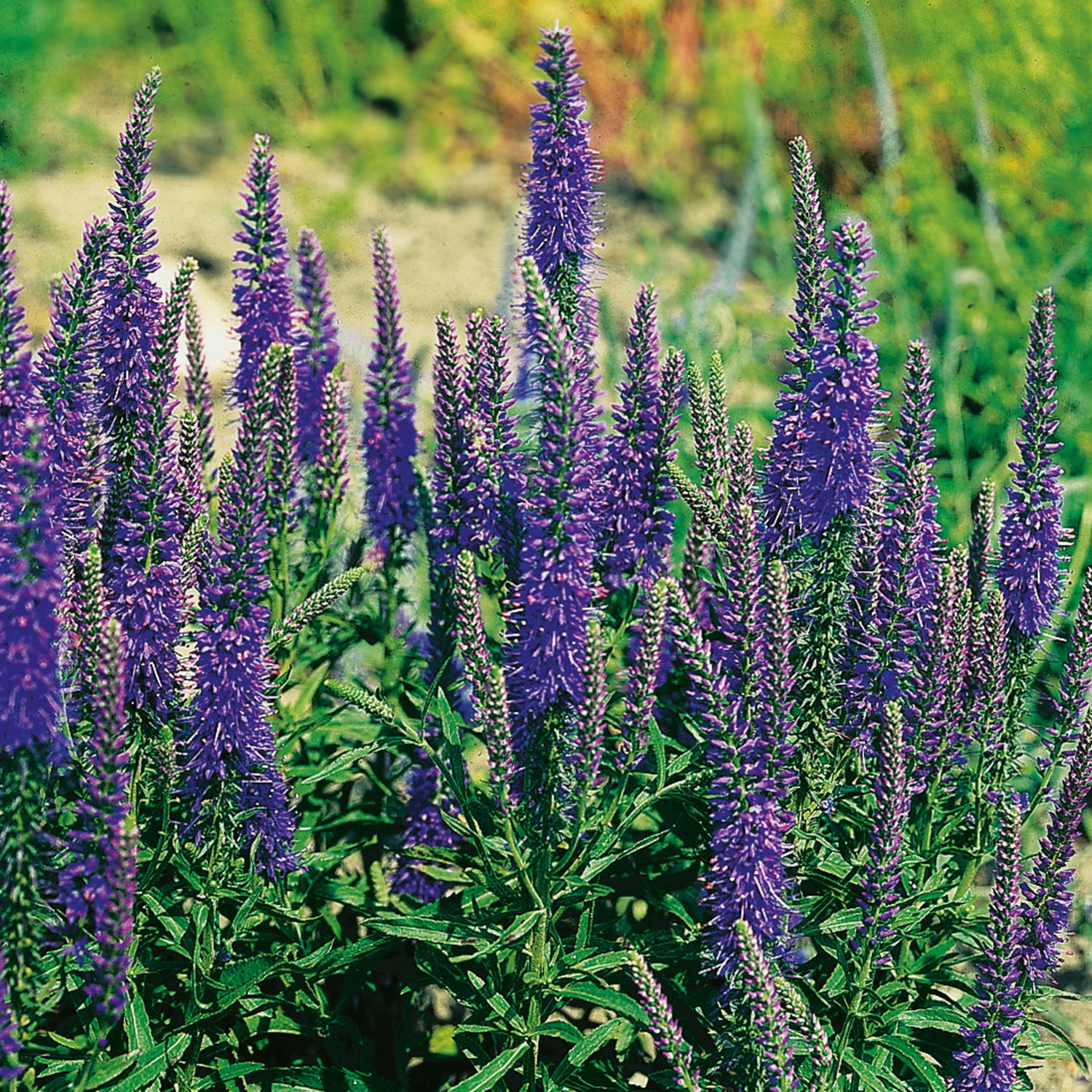 Kategorie <b>Stauden </b> - Ähriger Ehrenpreis 'Blau' Lieferform: Im 9 cm Topf - Veronica spicata 'Blau'