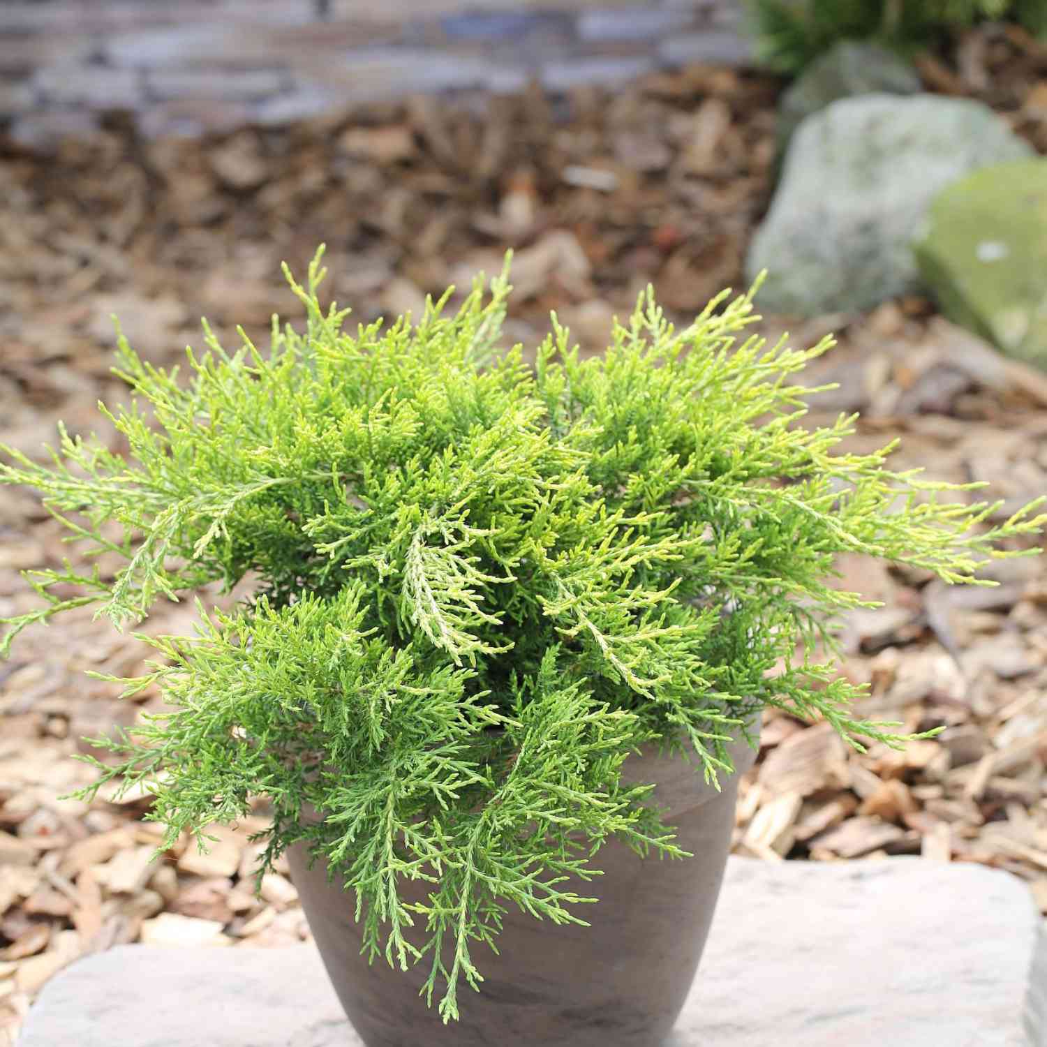 Goldwacholder 'Old Gold' Goldwacholder 'Old Gold'