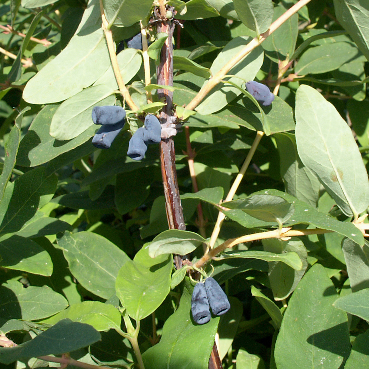 Sibirische Blaubeere 'Blue Velvet'
