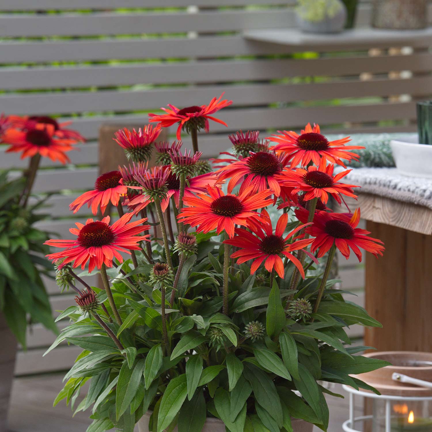 Kategorie <b>Stauden </b> - Scheinsonnenhut 'SunMagic Vintage Orange®' Lieferform: Im 2 Liter Topf - Echinacea purpurea