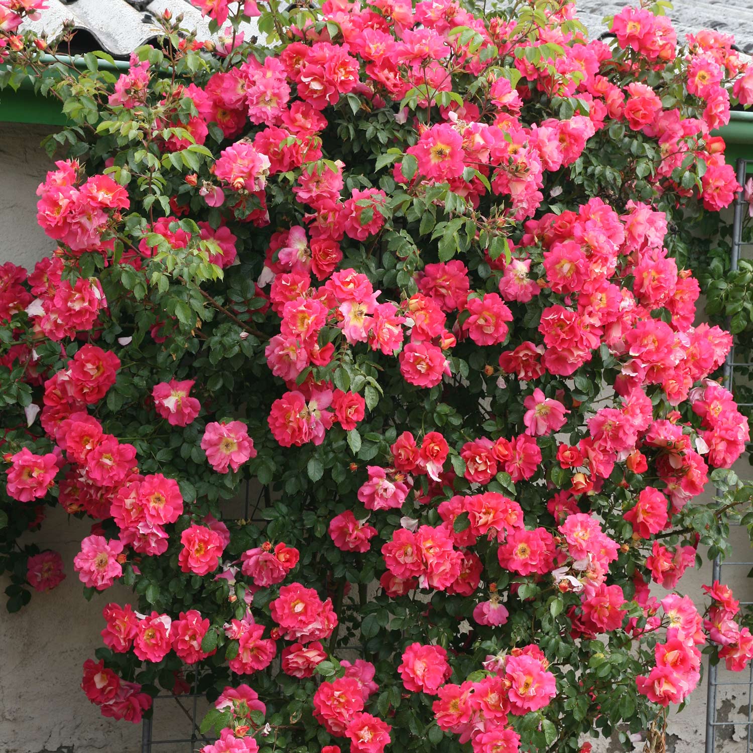 Kletterrose 'Bajazzo®', Wurzelnackte Pflanze, 2 - 3 Triebe Liefergröße: min. 3 starke Triebe