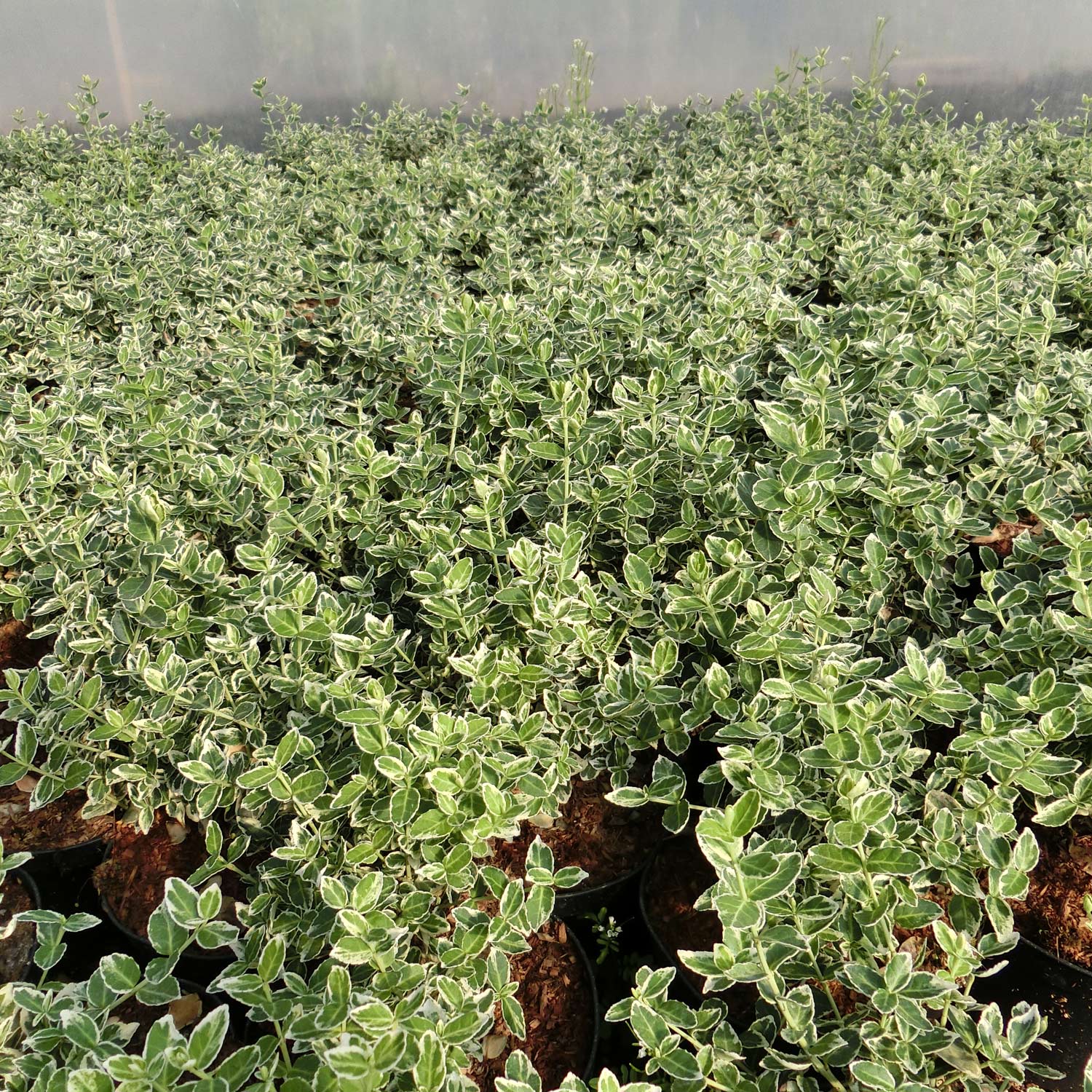 Weißbunte Kriechspindel 'Emerald'n Gaiety' Weißbunte Kriechspindel 'Emerald'n Gaiety'