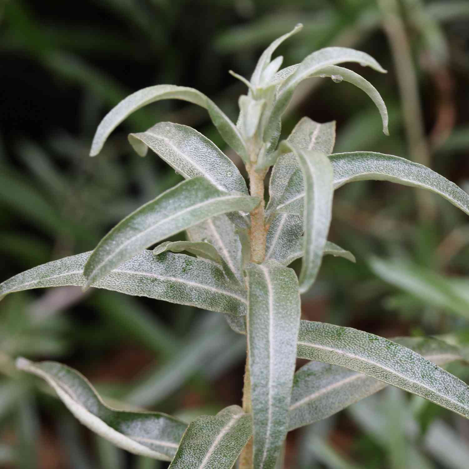 Sanddorn-Mann 'Pollmix' Sanddorn-Mann 'Pollmix'