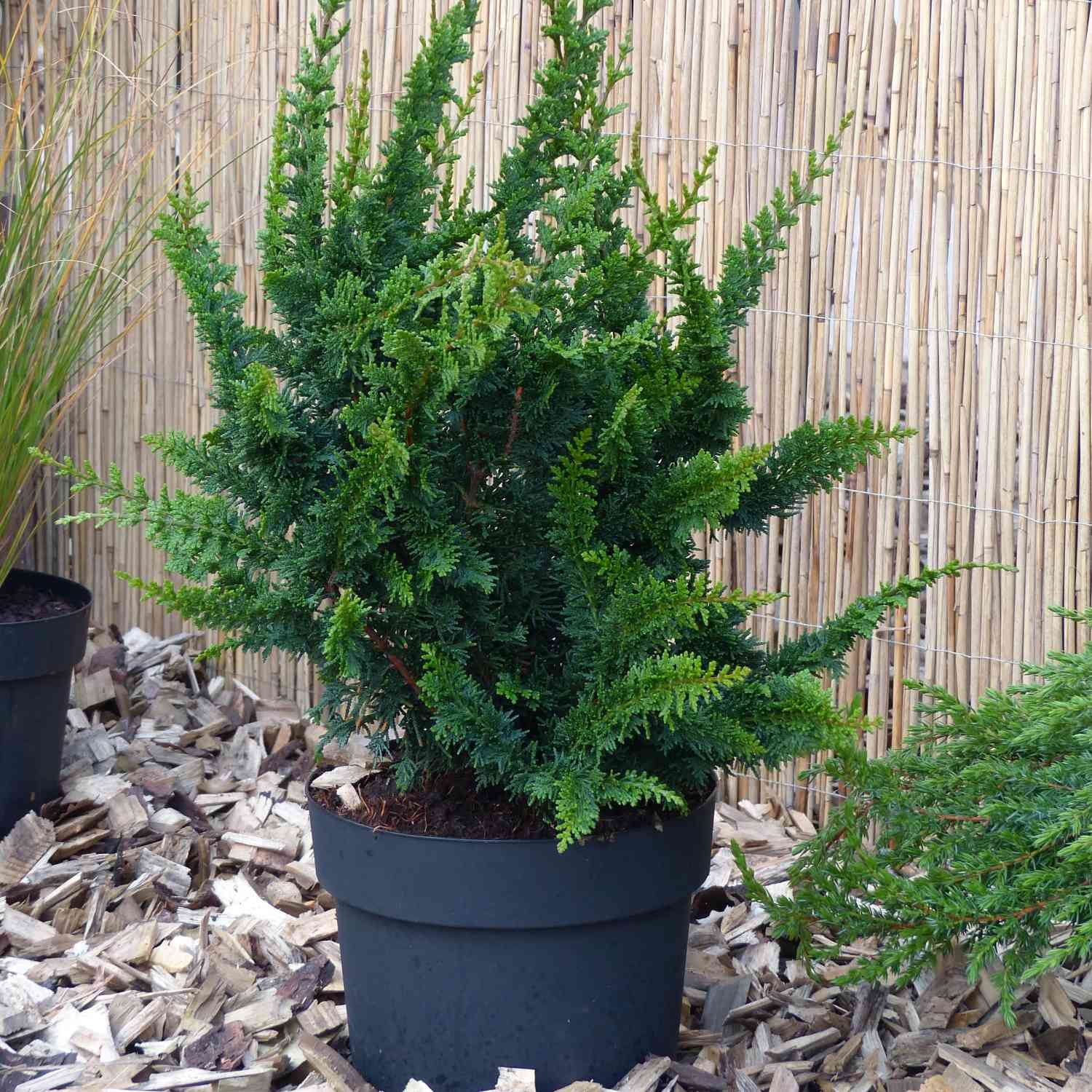 Muschelzypresse 'Teddy Bear' Muschelzypresse 'Teddy Bear'