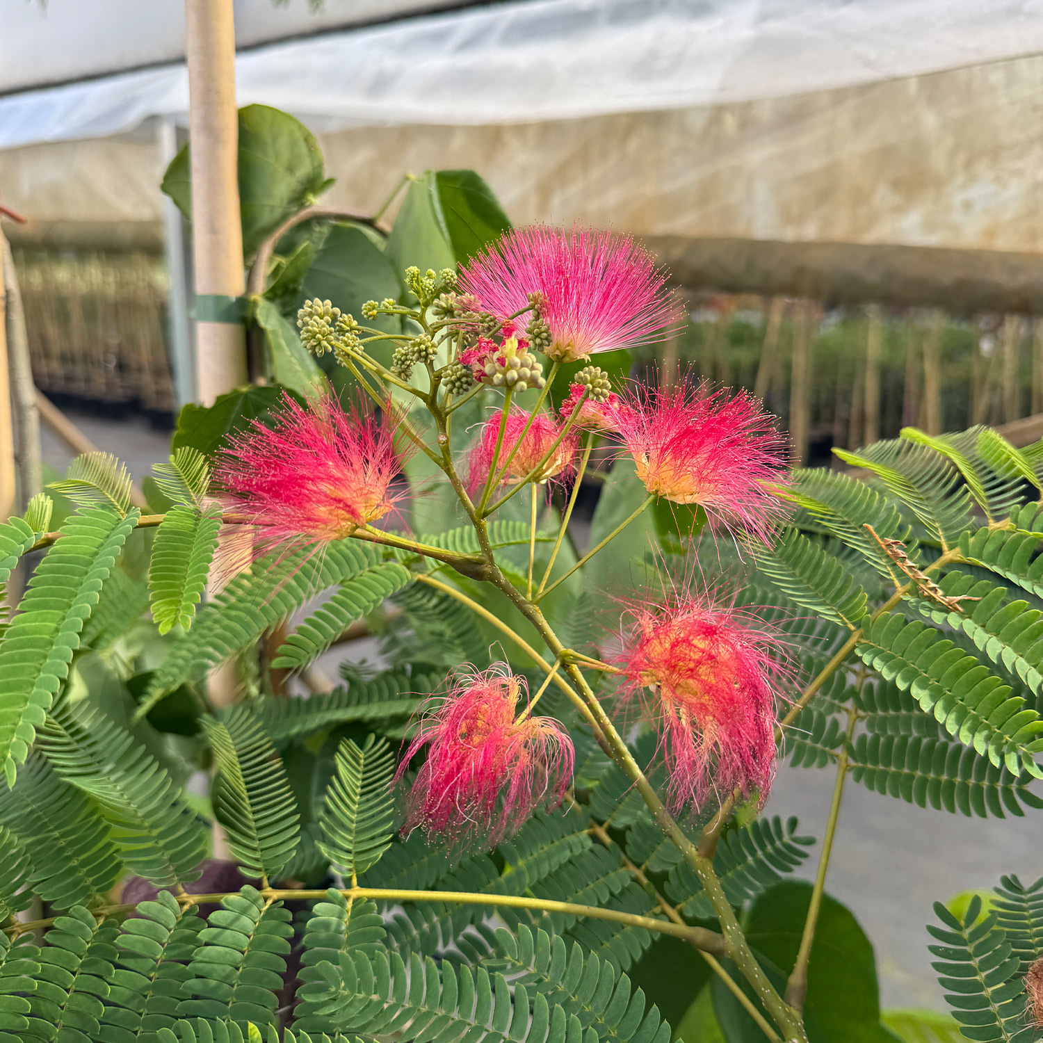 Seidenbaum 'Ombrella'