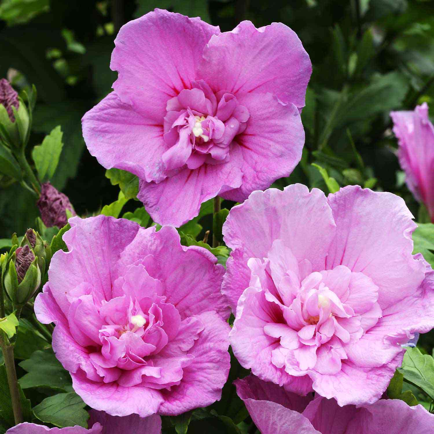 Hibiscus 'Lavender Chiffon®'
