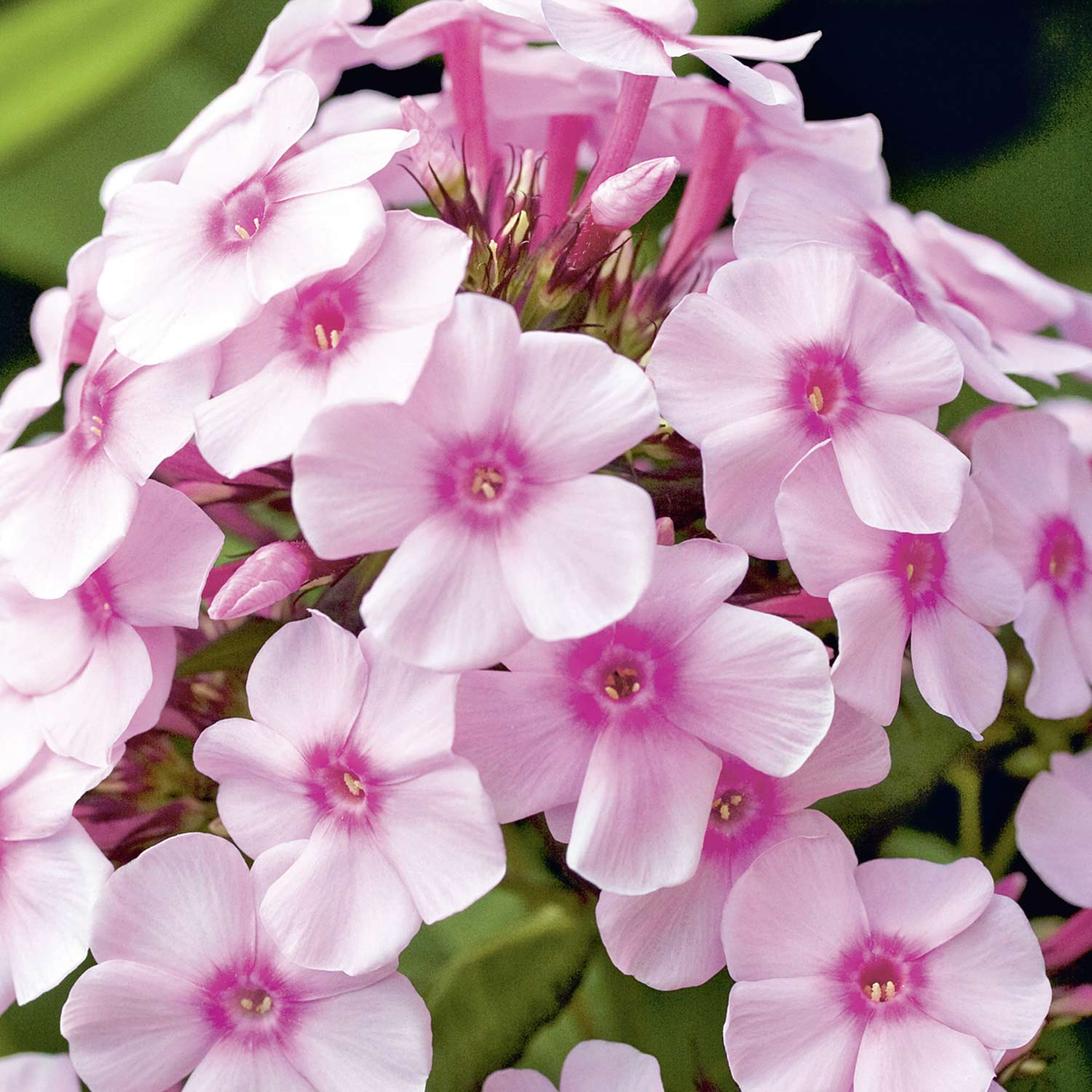 Kategorie <b>Produkt ohne Kategoriezuordnung </b> - Hoher Sommer-Gartenphlox 'Bright Eye' Lieferform: Im 9 cm Topf - Phlox paniculata Bright Eye