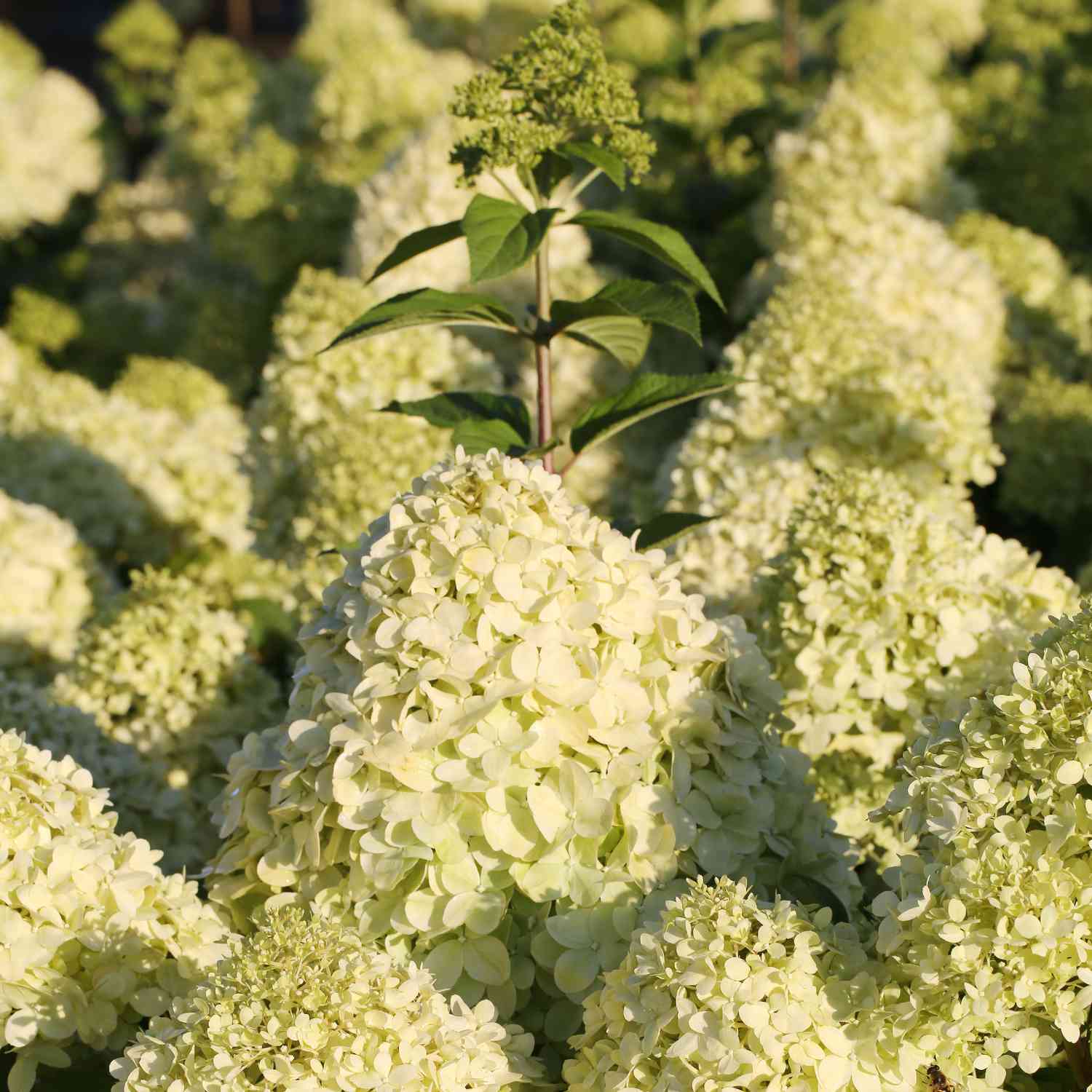 Rispenhortensie 'Limelight' Rispenhortensie 'Limelight'