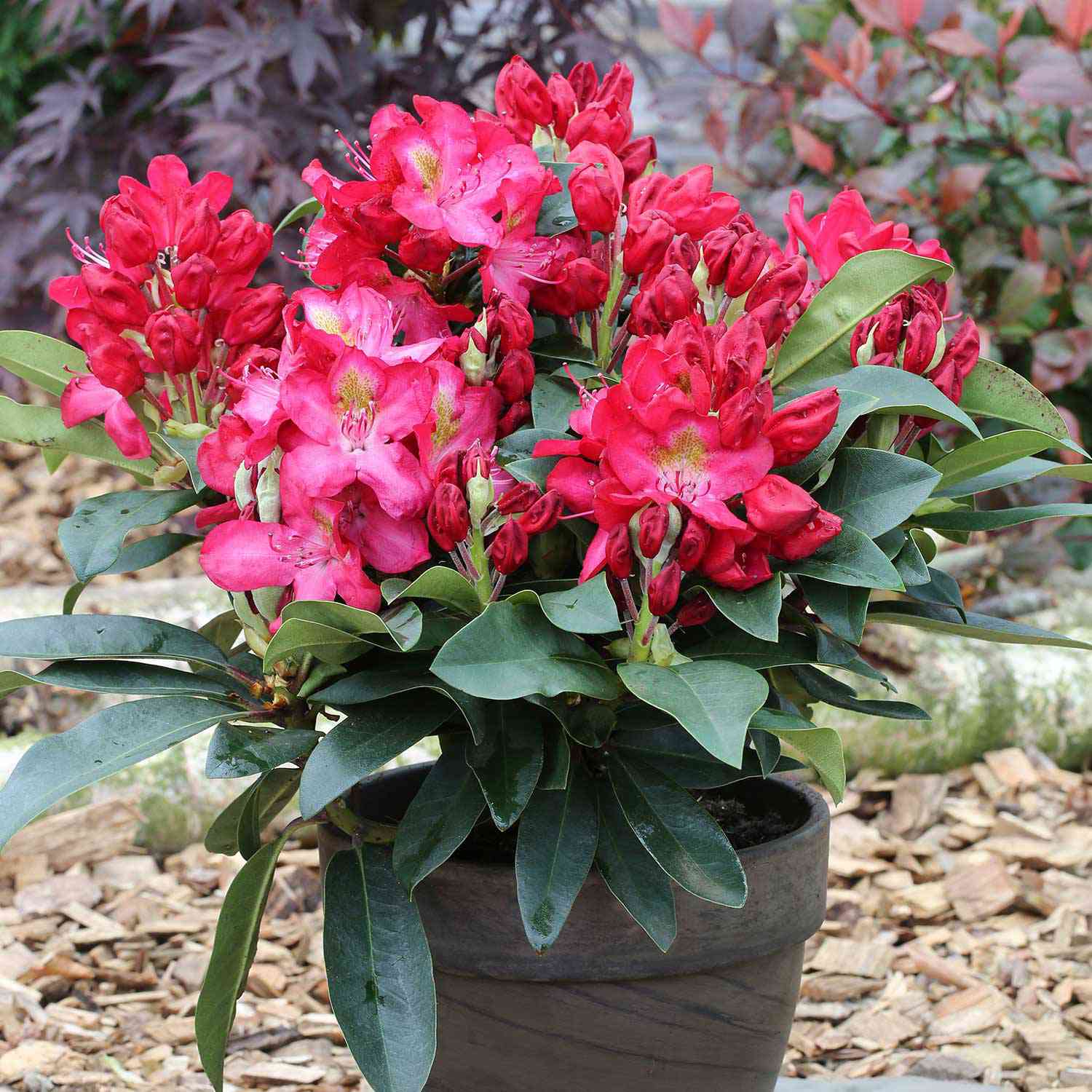 Rhododendron 'Junifeuer' - Easydendron®