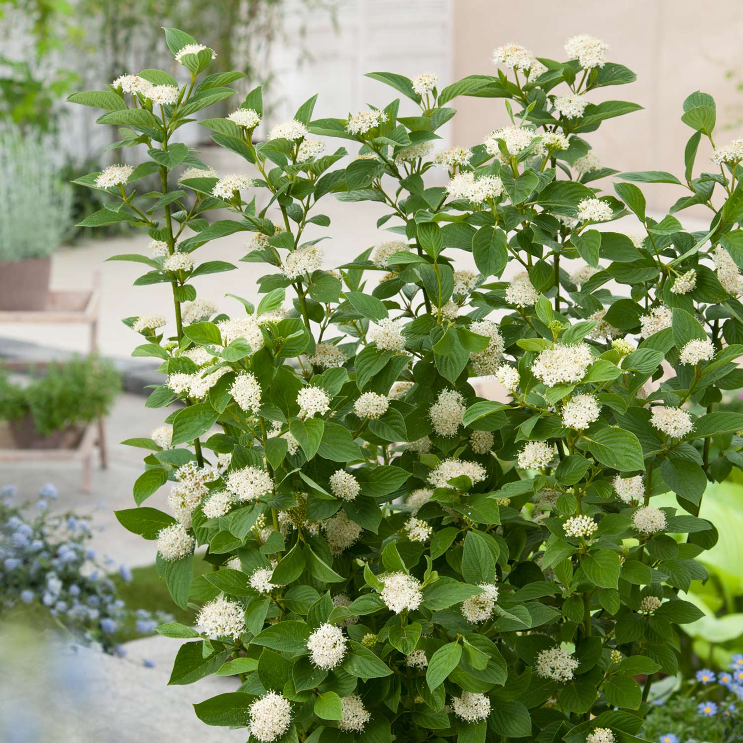 Gelbholz Hartriegel 'Flaviramea'