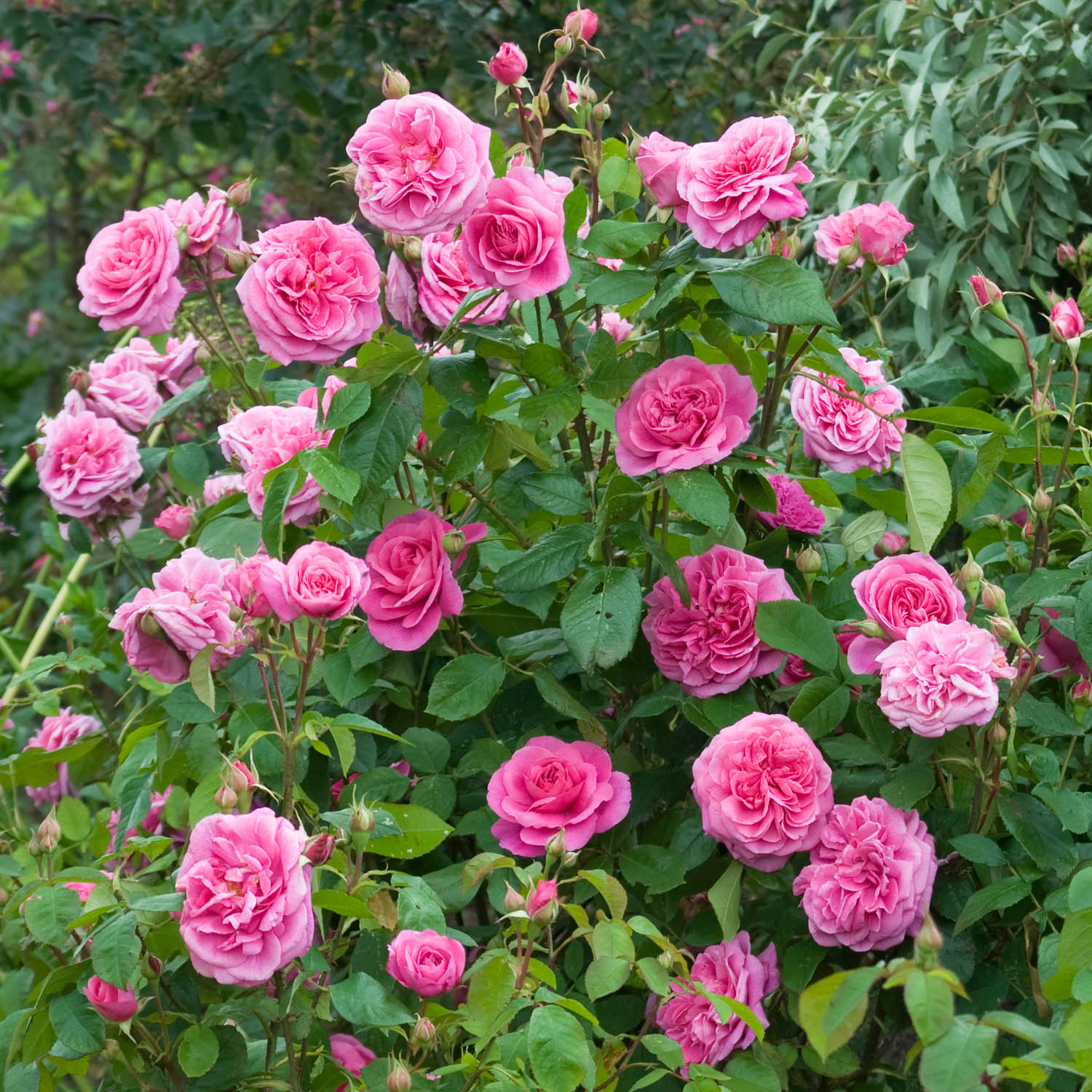 David Austin-Rose 'Gertrude Jekyll®' - AGM-Rose