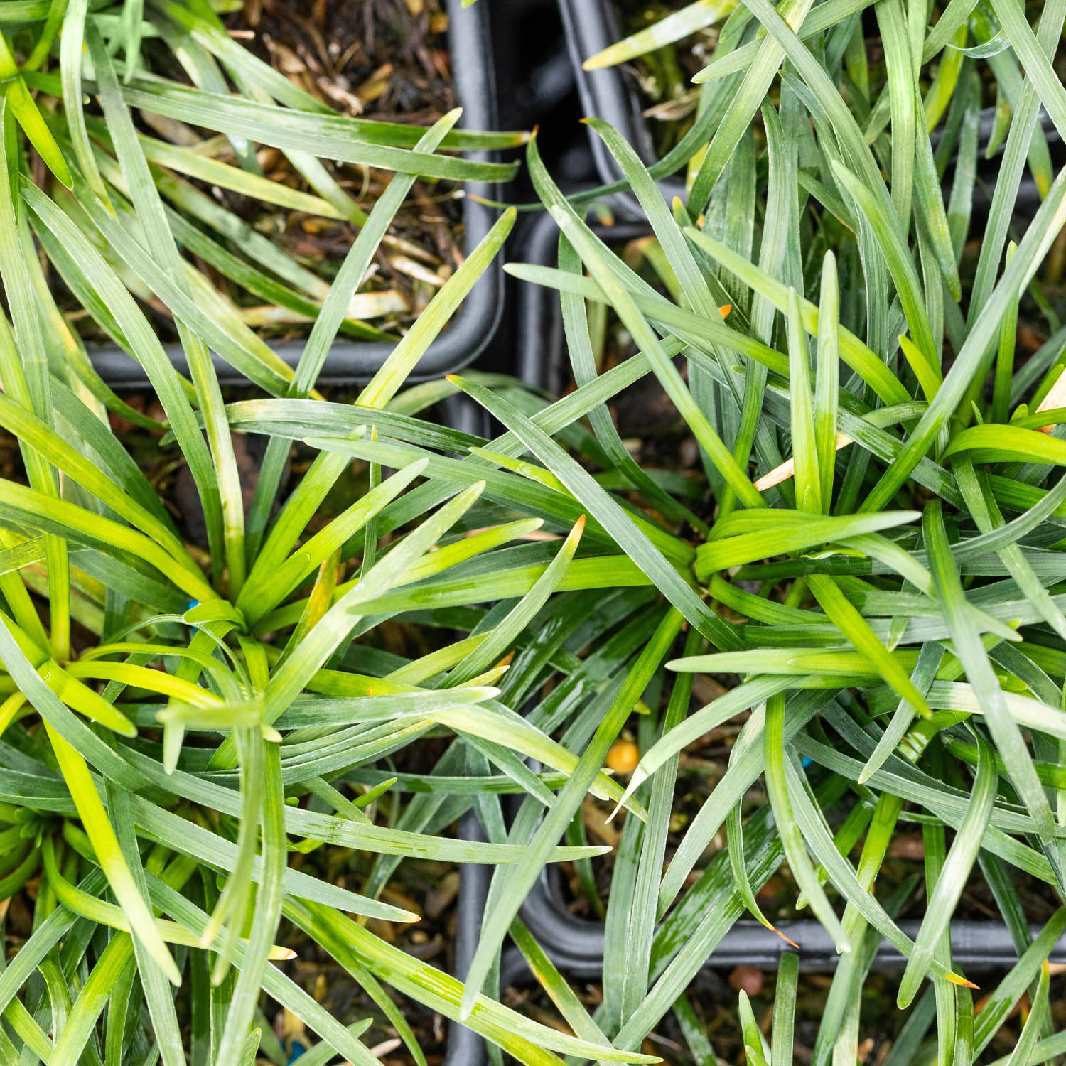 Stauden - Kleiner Schlangenbart 'Minor' Lieferform: Im 9 cm Topf - Ophiopogon japonicus 'Minor'