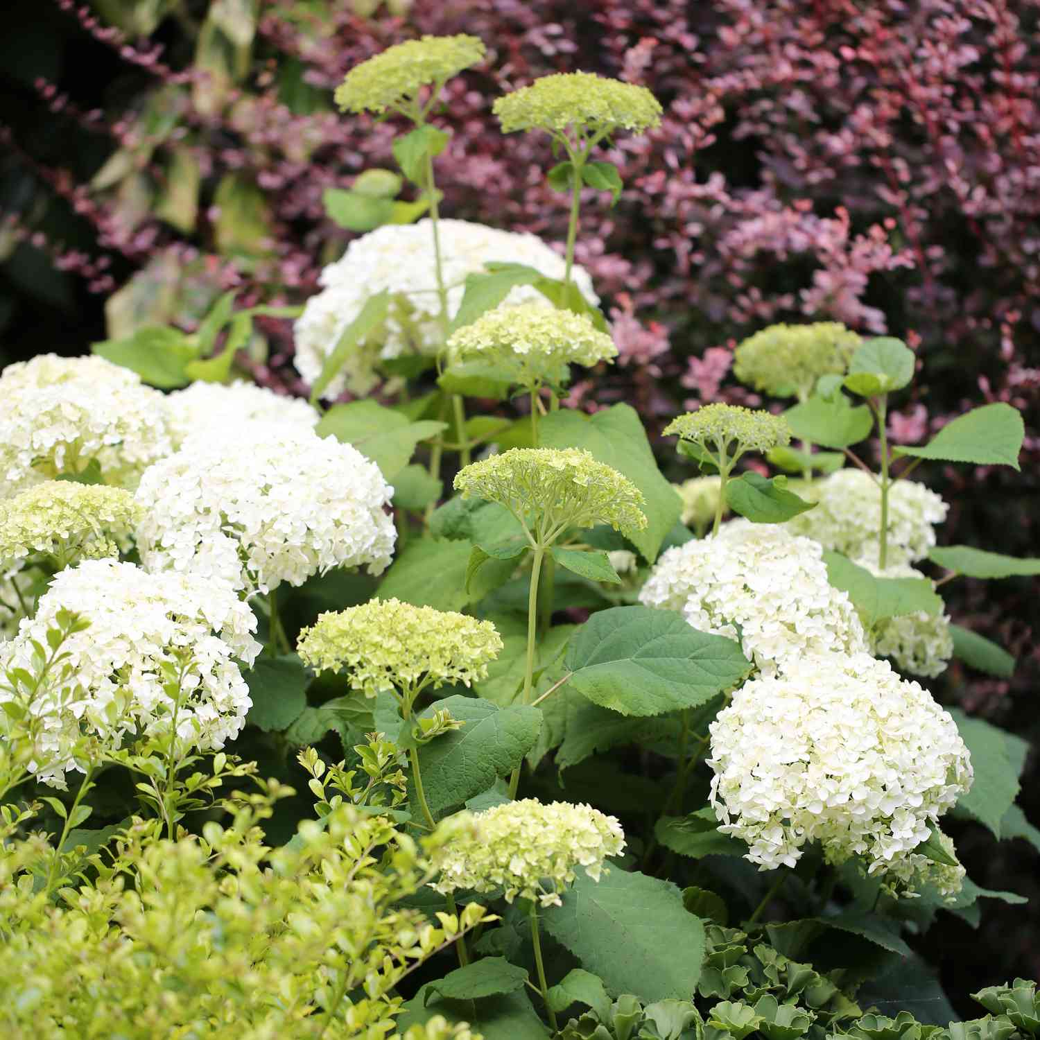 Ballhortensie 'Annabelle' Ballhortensie 'Annabelle'