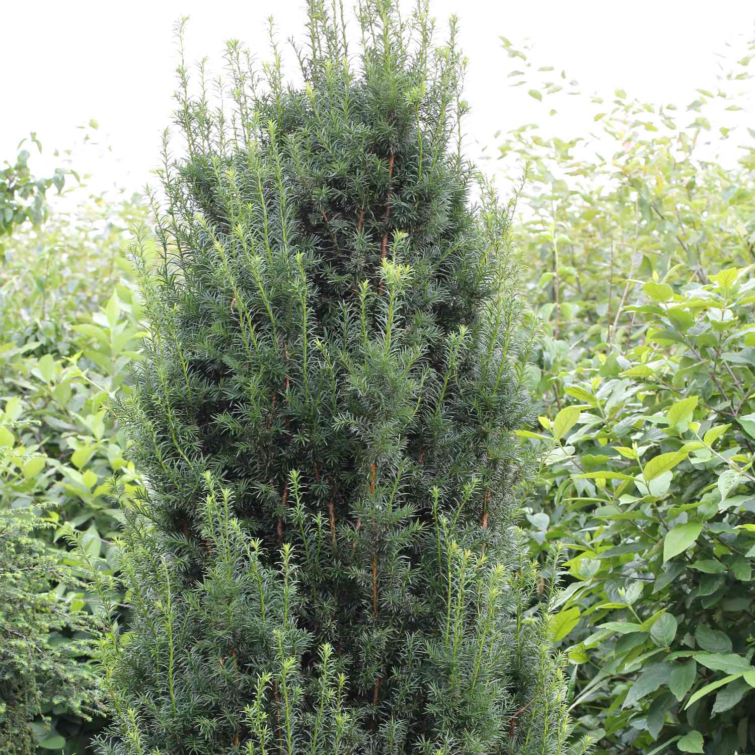 Eibe 'Hillii' Eibe 'Hillii'