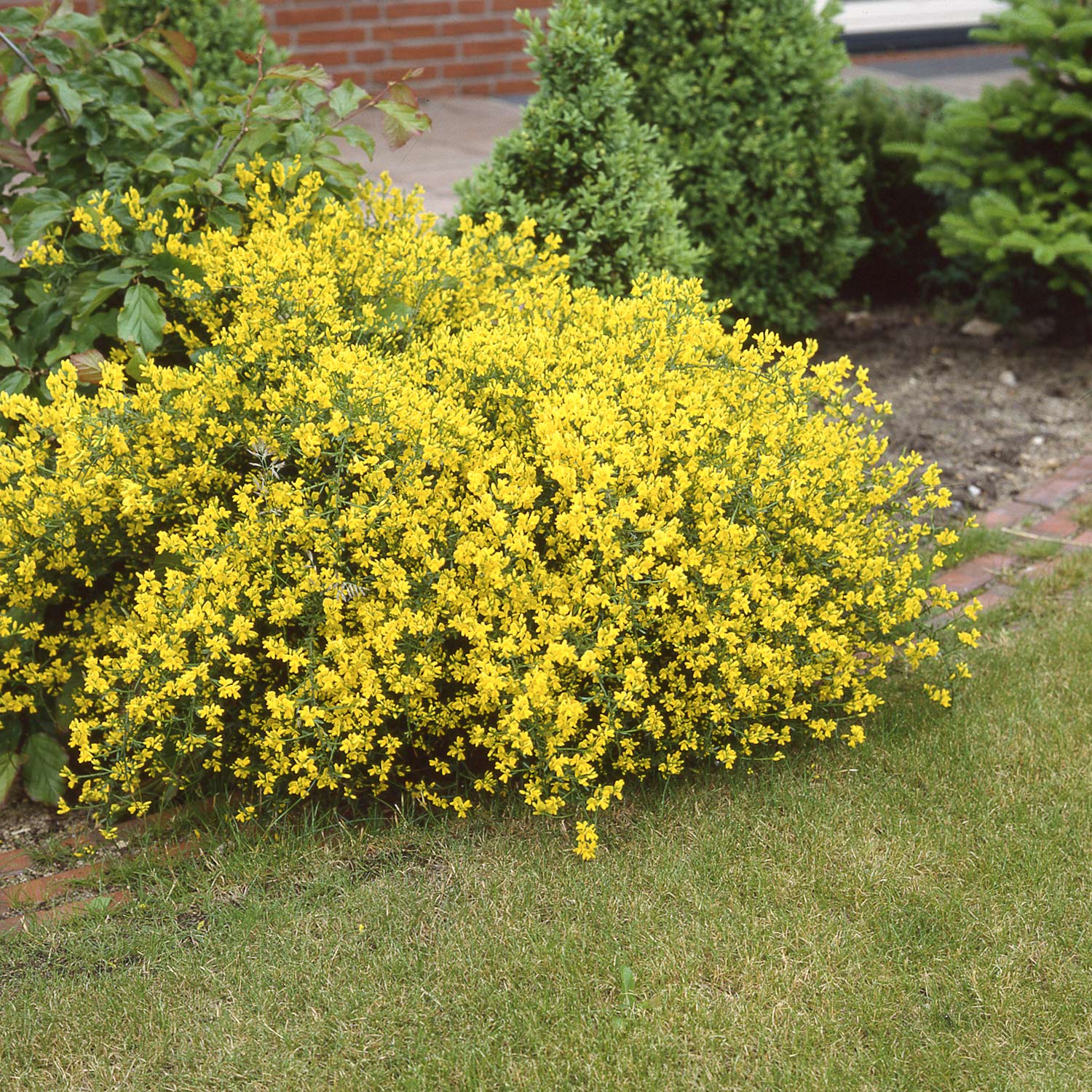 Steinginster 'Lydia' (Zwergform) 3 Liter Container, 30/40 Liefergröße: 30 - 40 cm
