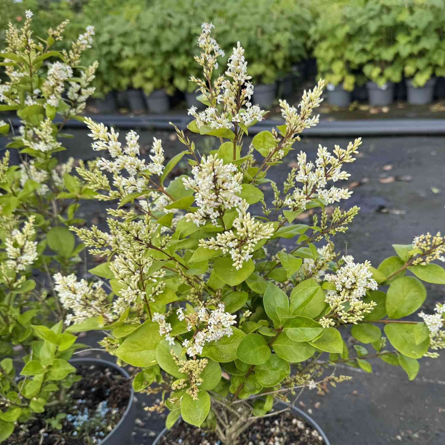 Ovalblättriger Liguster 'Magical Black Pearl'