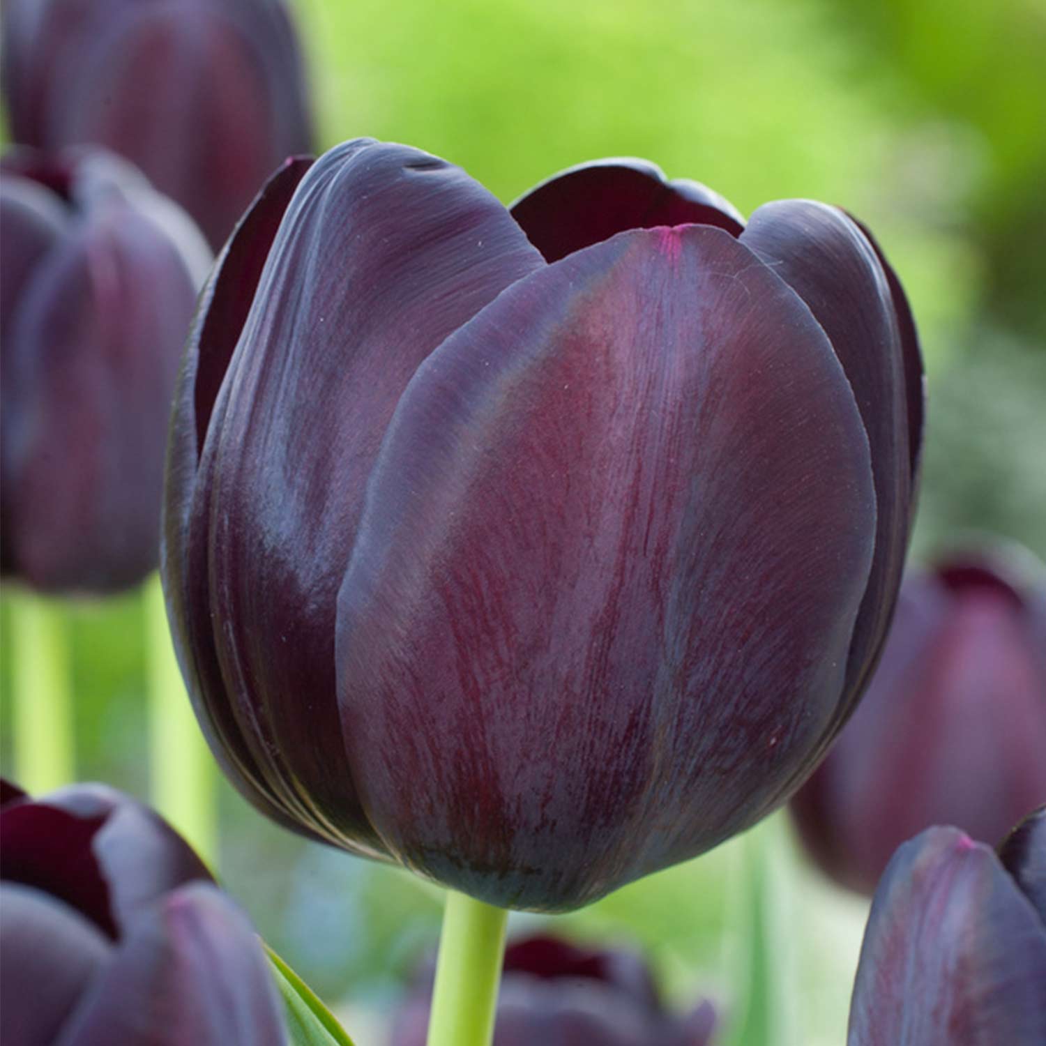 Einfache späte Tulpe 'Queen of Night' - 7 Stück Liefergröße: Zwiebelgröße 11/12