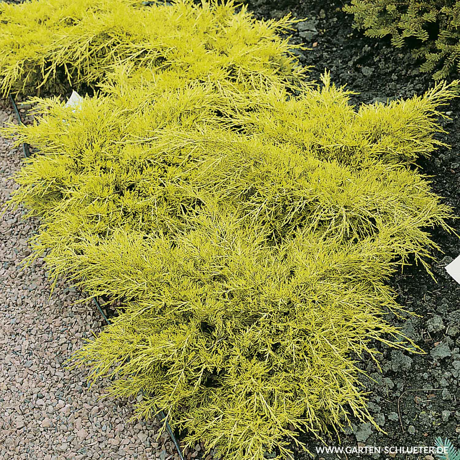 Goldwacholder 'Old Gold' Goldwacholder 'Old Gold'