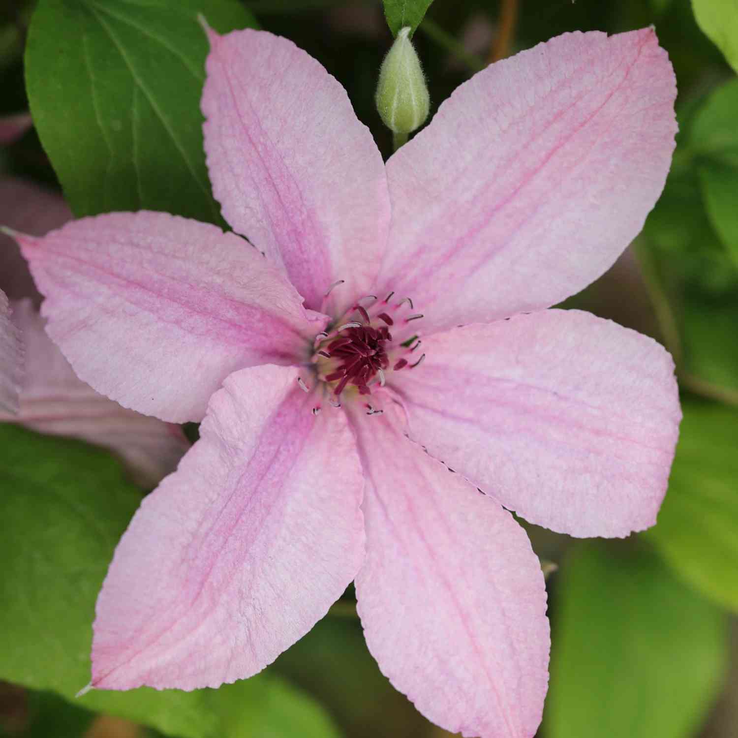 Clematis 'Hagley Hybrid'