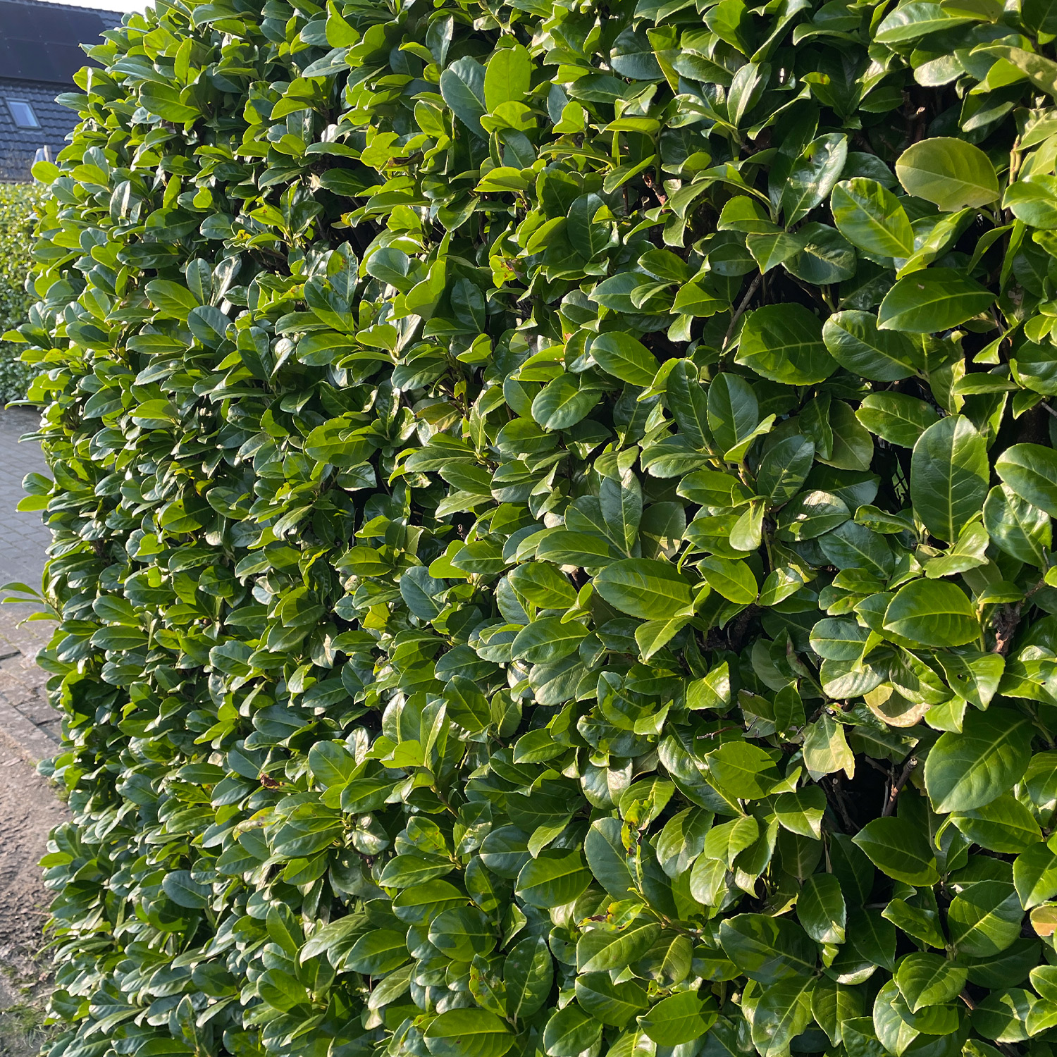 Kirschlorbeer 'Etna' Kirschlorbeer 'Etna'