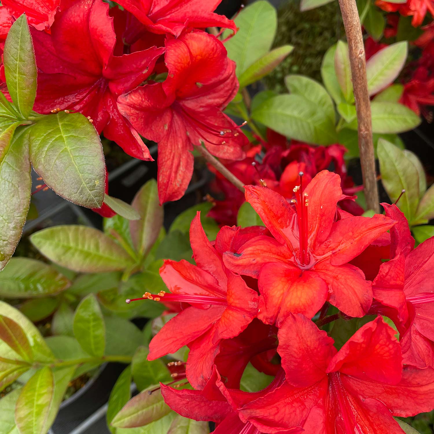 Duftazalee 'Gibraltar'