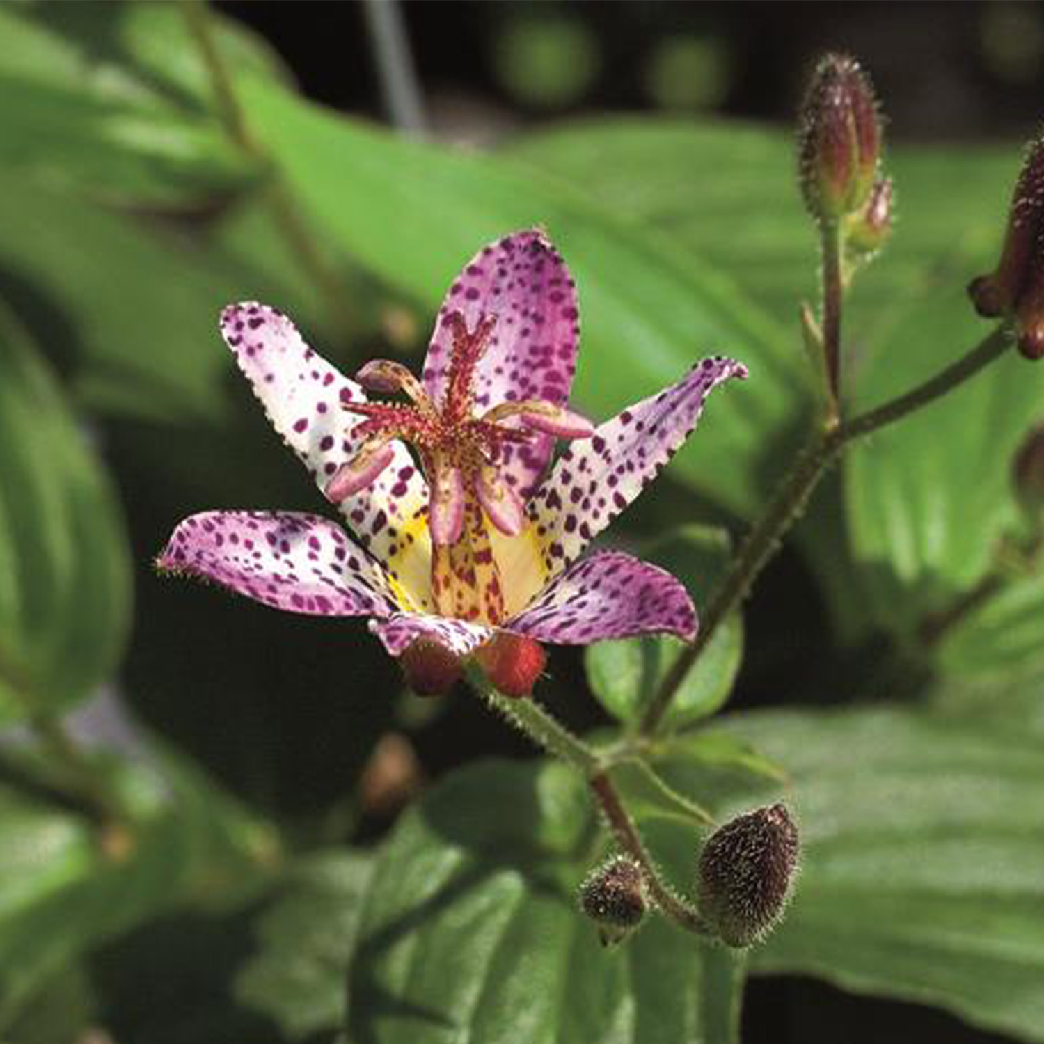 Krötenlilie 'Pink Freckles'