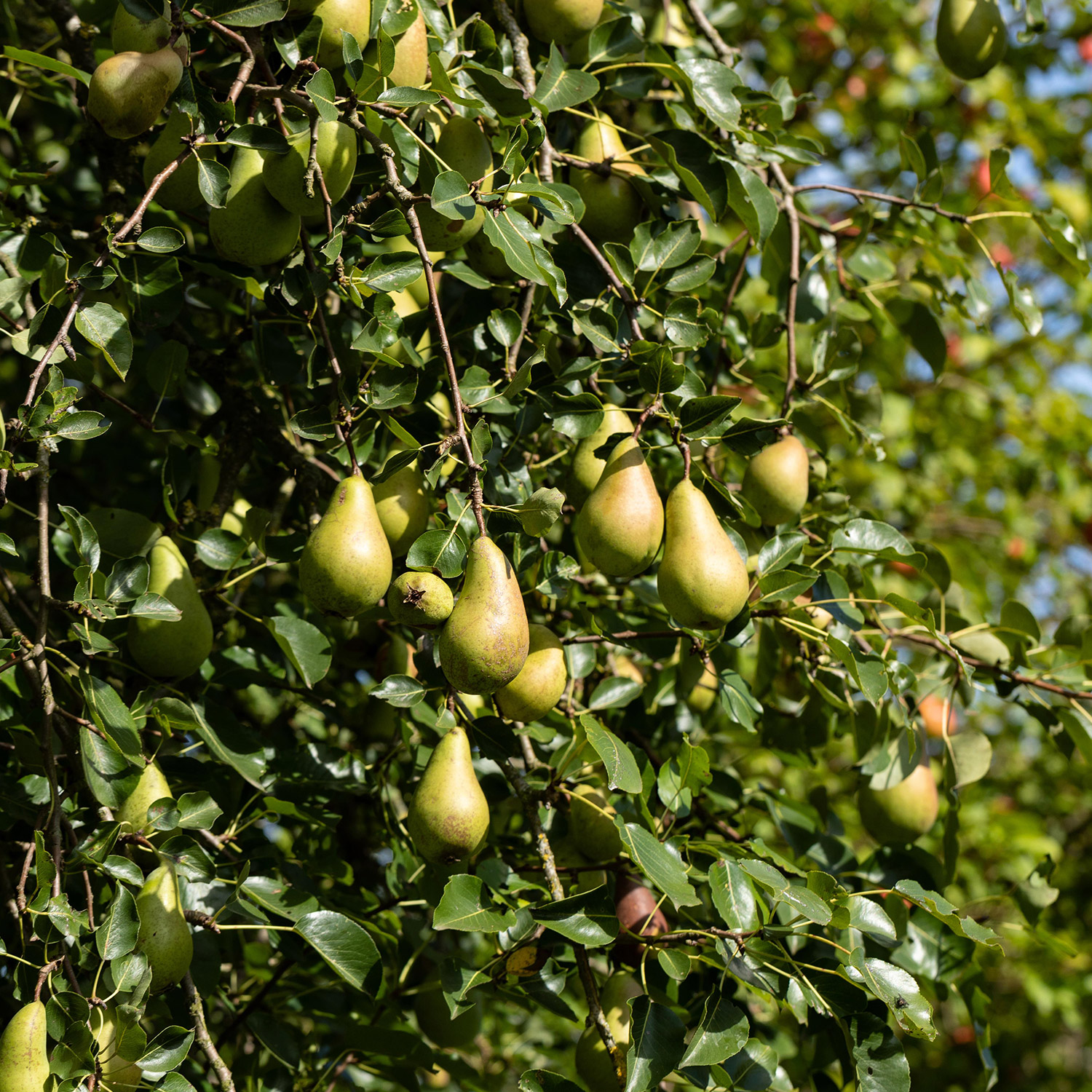 Birne 'Conference' - Herbstbirne, 5 Liter, 80 - 100 cm Liefergröße: 80 - 100 cm