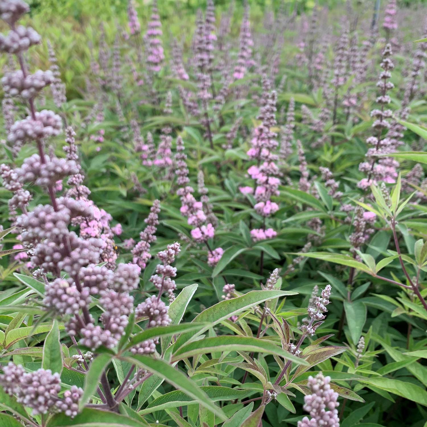 Mönchspfeffer/Keuschbaum 'Pink Pinnacle®' Liefergröße: 40 - 60 cm