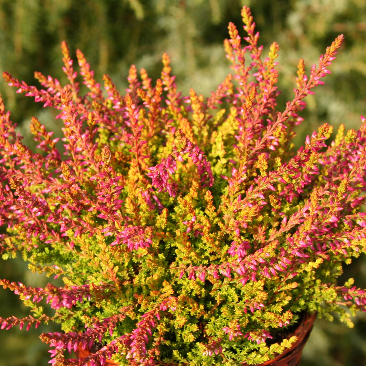 Kategorie <b>Bodendecker </b> - Knospenheide 'Bonita' (Garden Girls®) Lieferform: Im Topf - Calluna vulgaris 'Bonita'