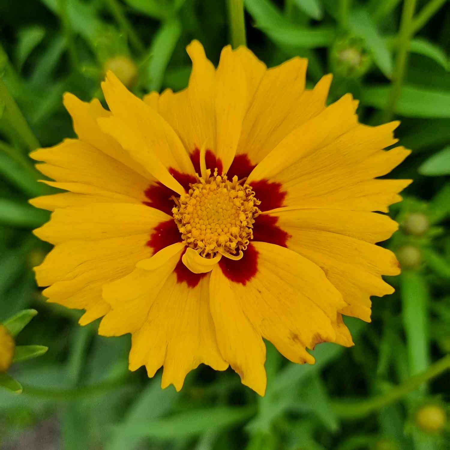 Großblumiges Mädchenauge 'Solar Mellow'