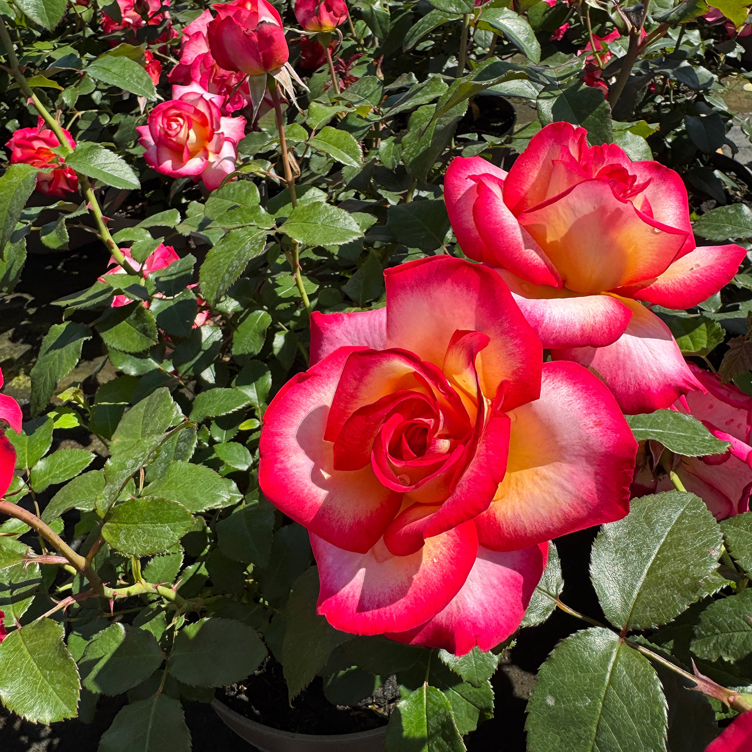 Edelrose 'Leo Ferre' Edelrose 'Leo Ferre'