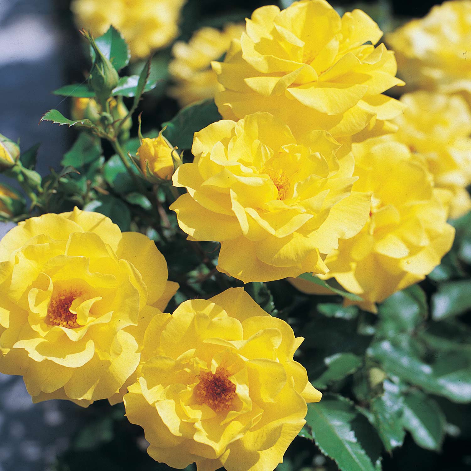 Beetrose 'Friesia®' - ADR-Rose Beetrose 'Friesia®' - ADR-Rose