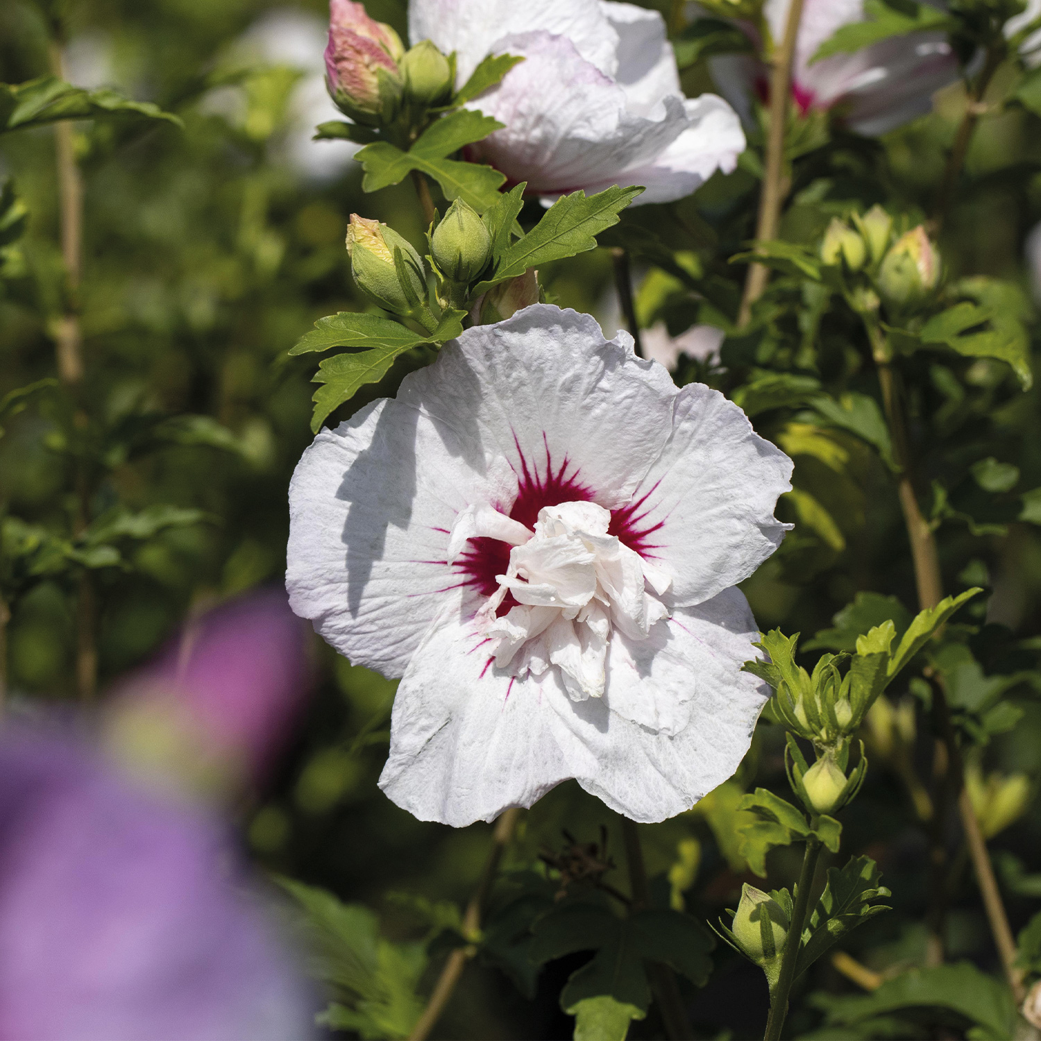 Garteneibisch / Hibiskus 'China Chiffon®', 3 Liter, 30 - 40 cm Liefergröße: 30 - 40 cm