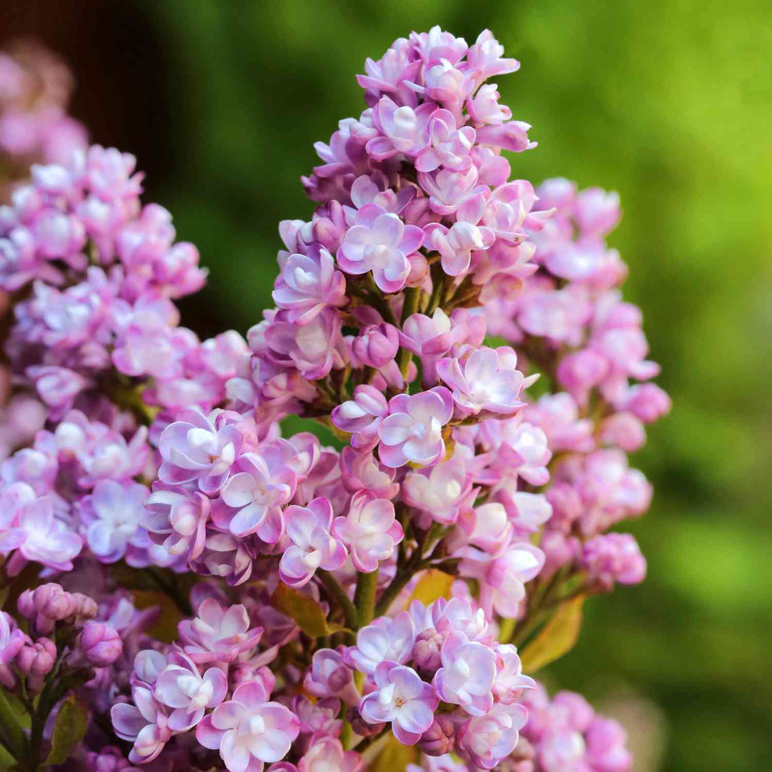 Kategorie <b>Produkt ohne Kategoriezuordnung </b> - Edelflieder 'Belle de Nancy' C5 - 7,5 80 - 100 cm Liefergröße: 80 - 100 cm - Syringa vulgaris 'Belle de Nancy'