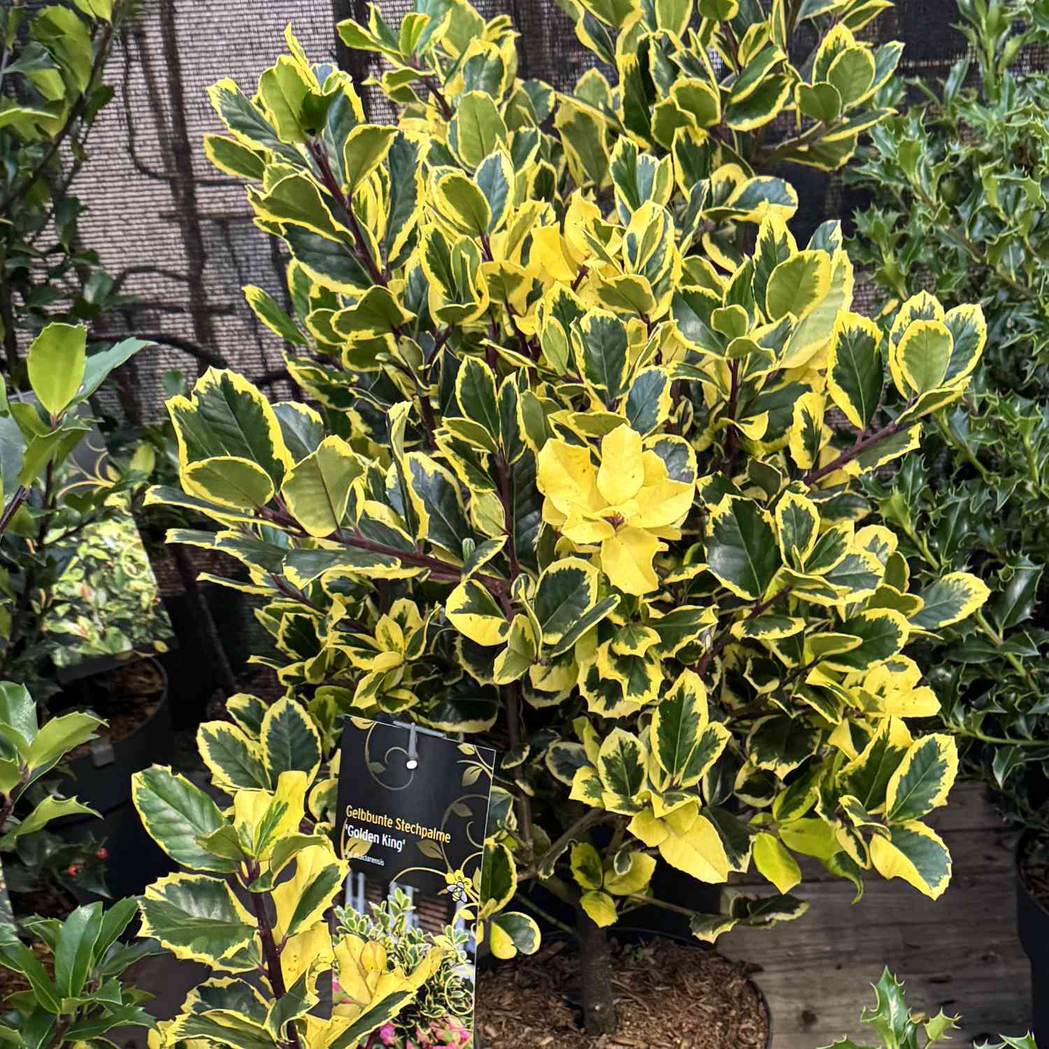 Gelbbunte Stechpalme 'Golden King'