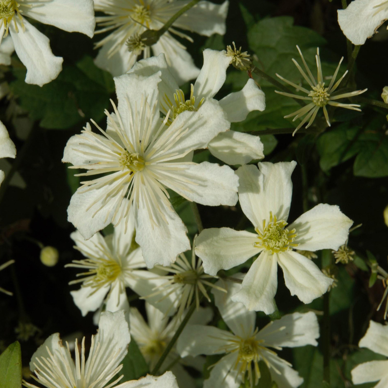 Immergrüne Duft-Clematis Liefergröße: 60 - 100 cm