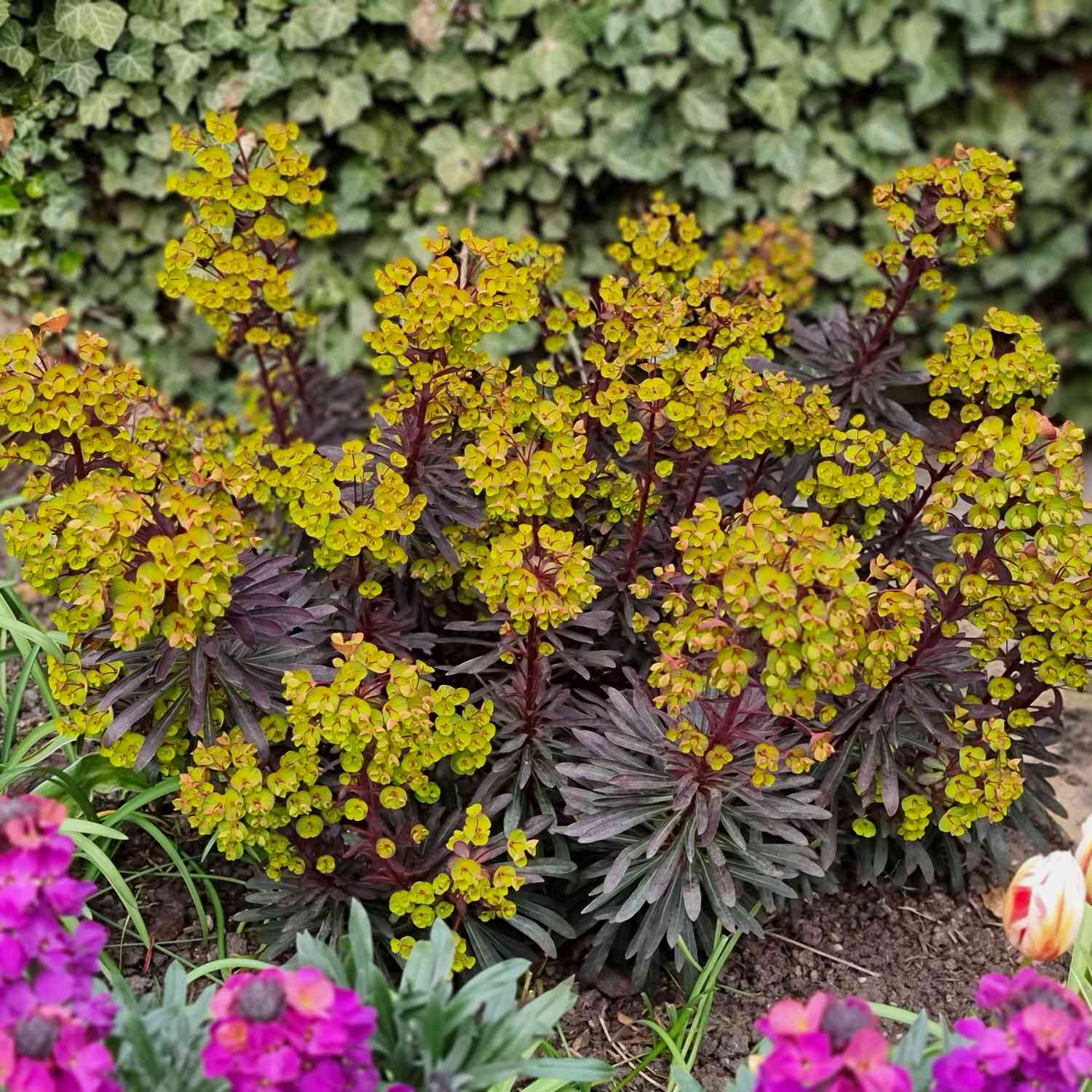 Wolfsmilch 'Miners Merlot' Wolfsmilch 'Miners Merlot'