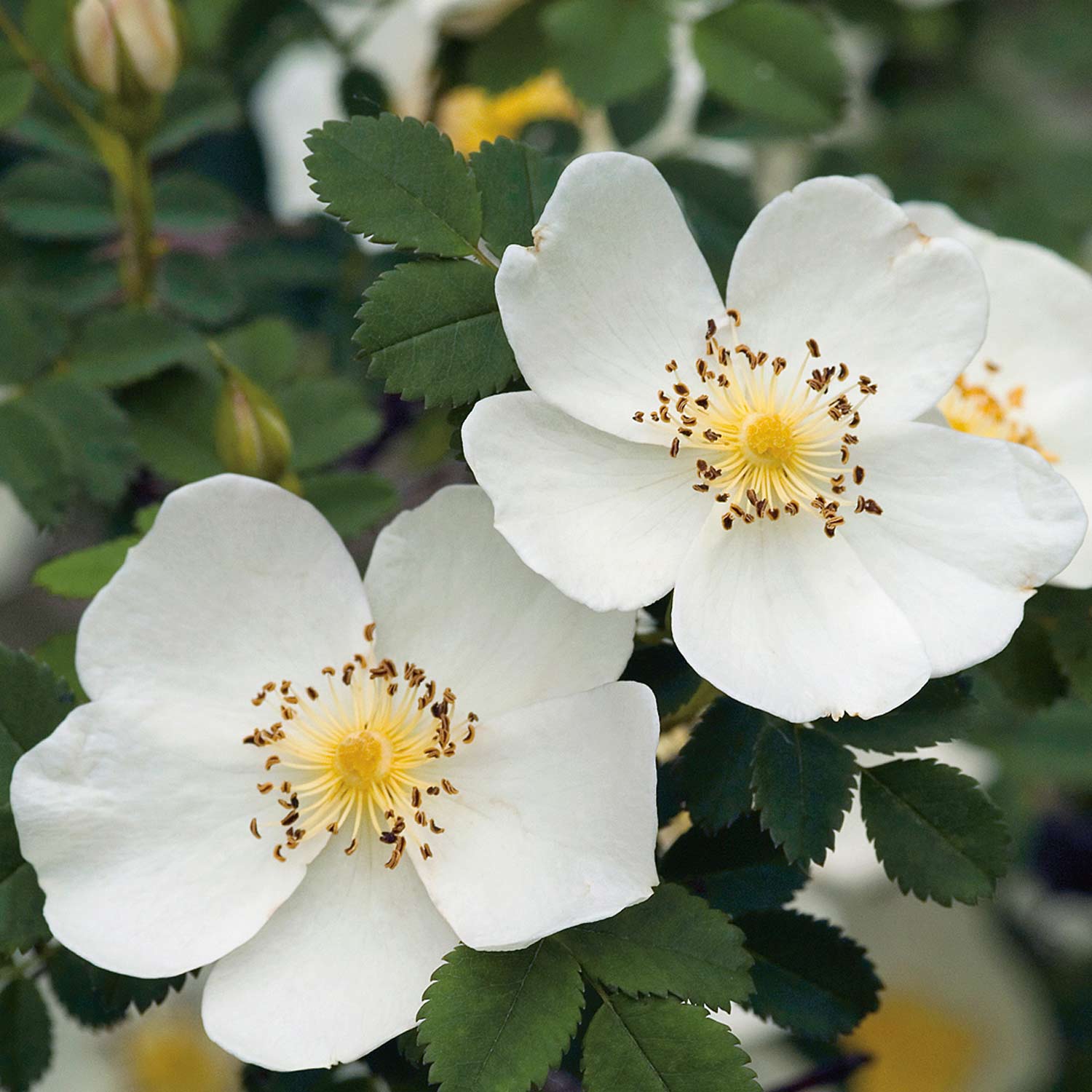 Kategorie <b>Wildrosen </b> - Dünenrose / Bibernellrose, 3 Liter, A-Qualität, 3 starke Triebe Liefergröße: drei starke Triebe - Rosa pimpinellifolia