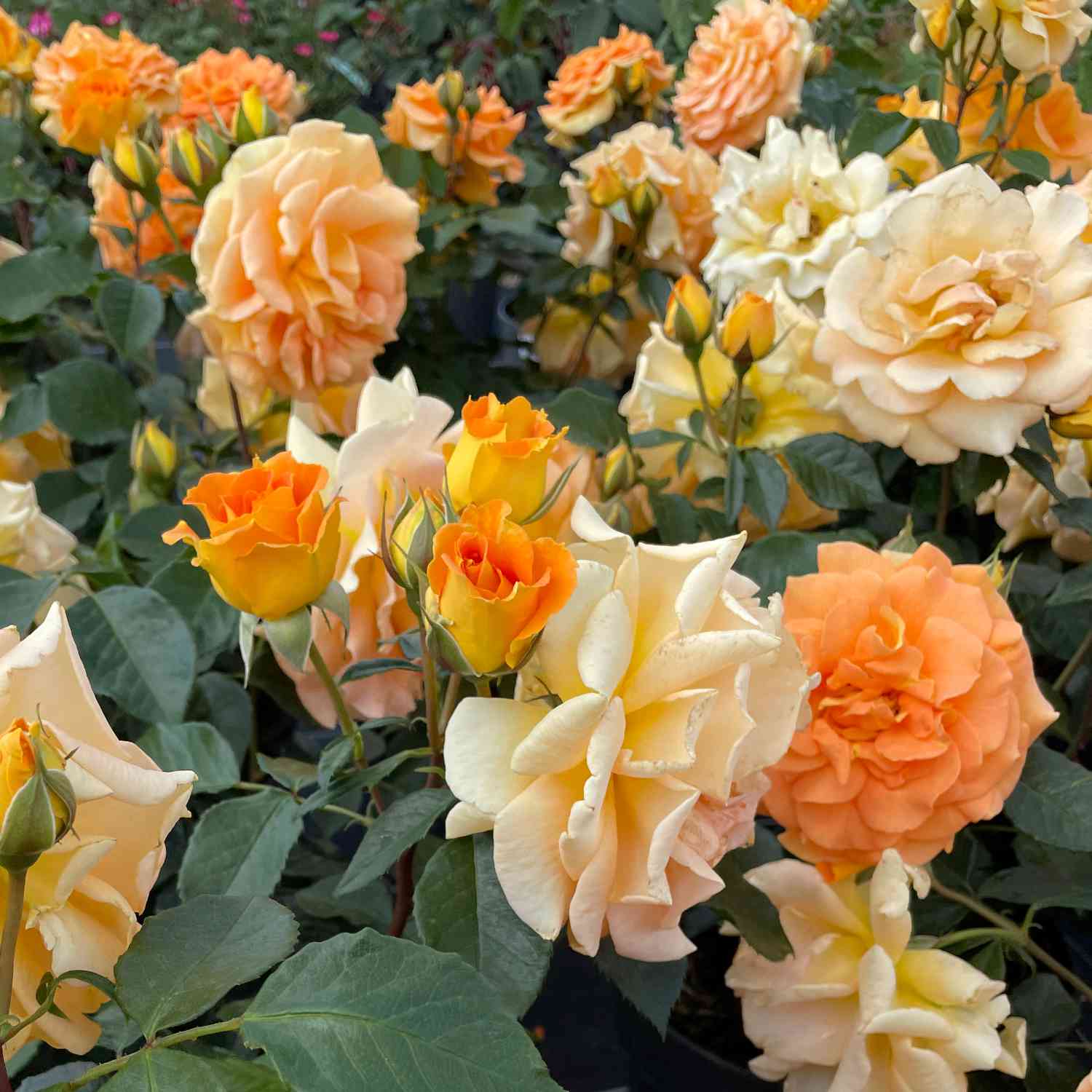 Beetrose 'Hansestadt Rostock' Beetrose 'Hansestadt Rostock'