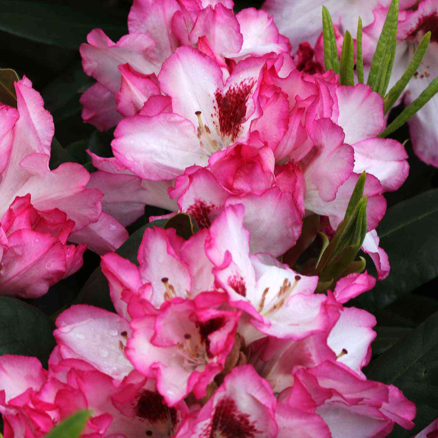 Rhododendron 'Hachmanns Charmant®'