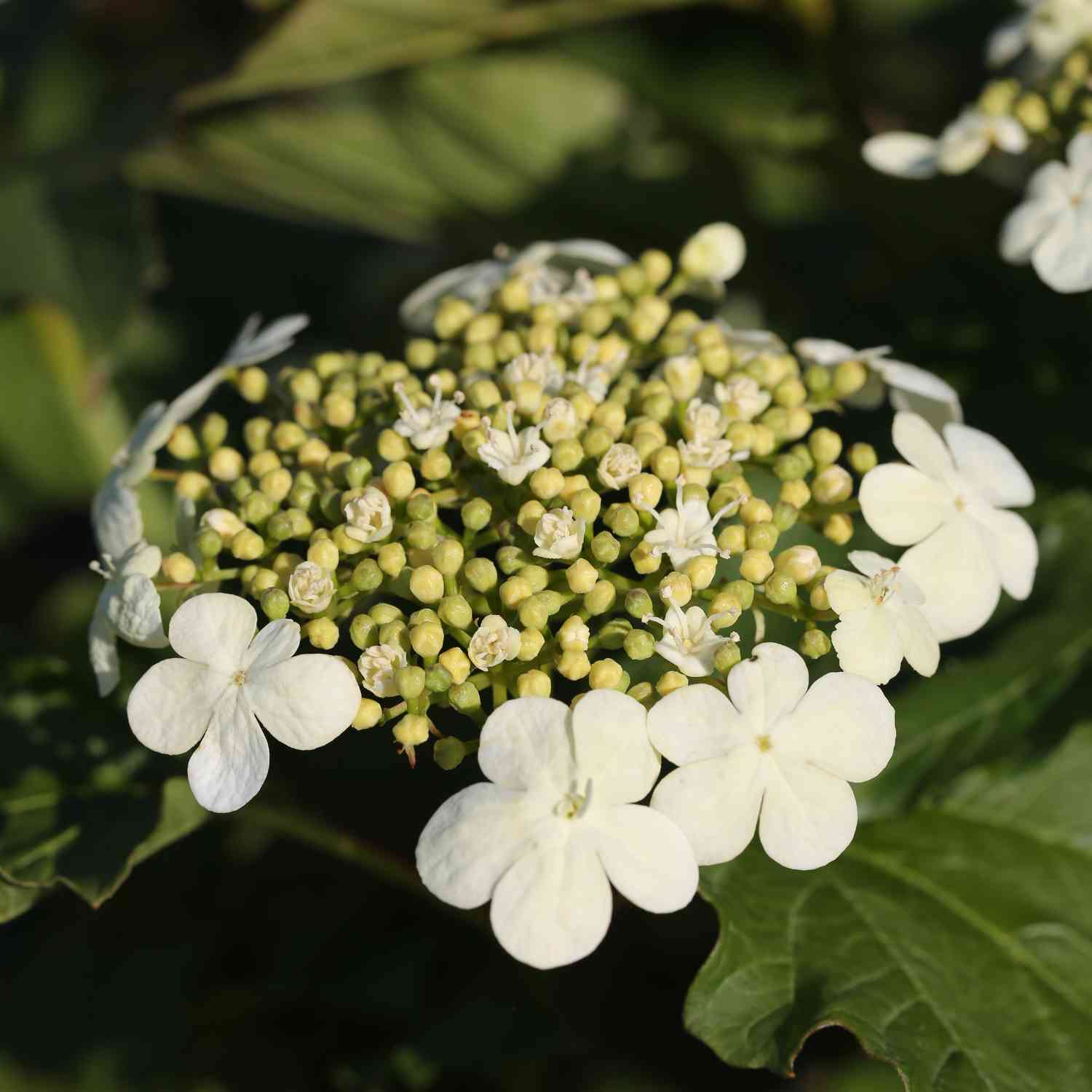 Zwergschneeball 'Compactum'