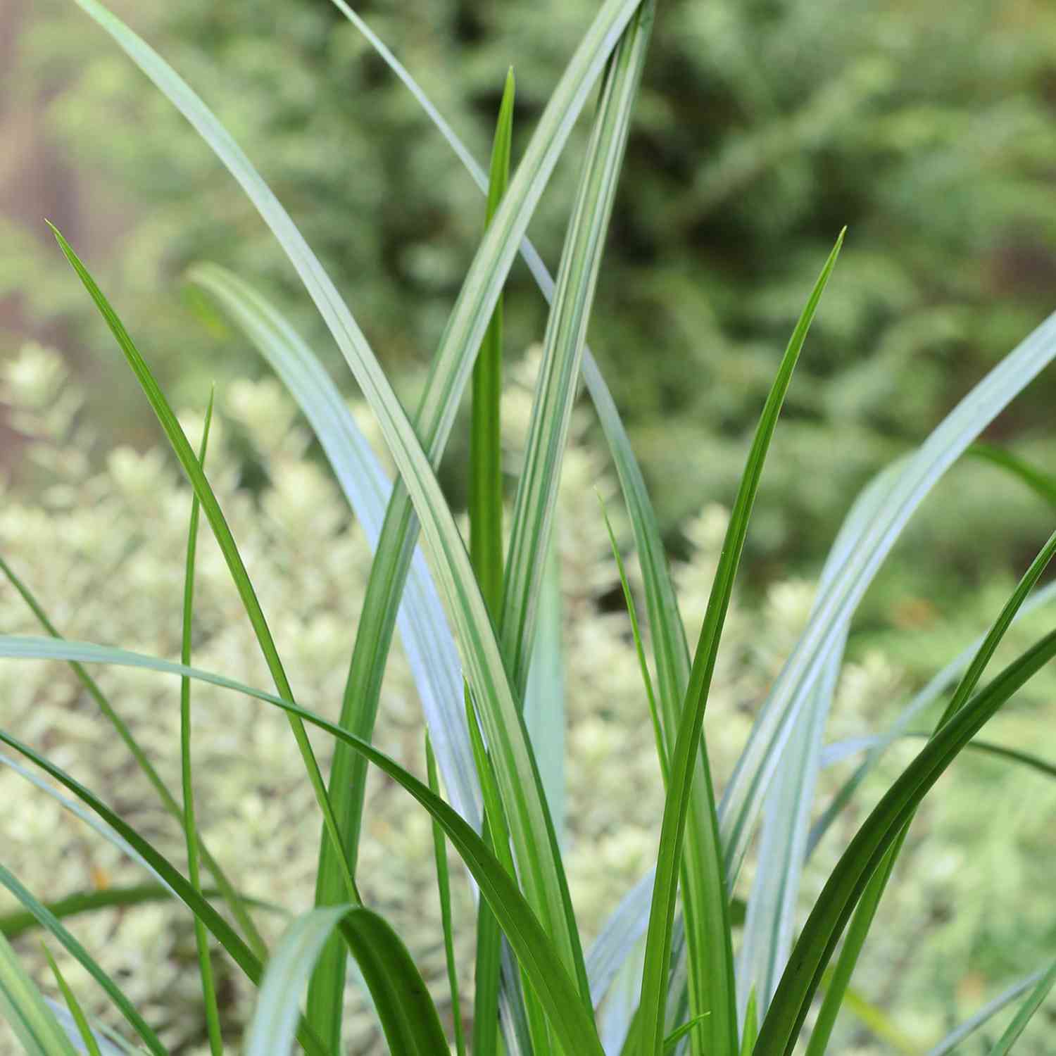 Grünblättrige Segge 'Irish Green'