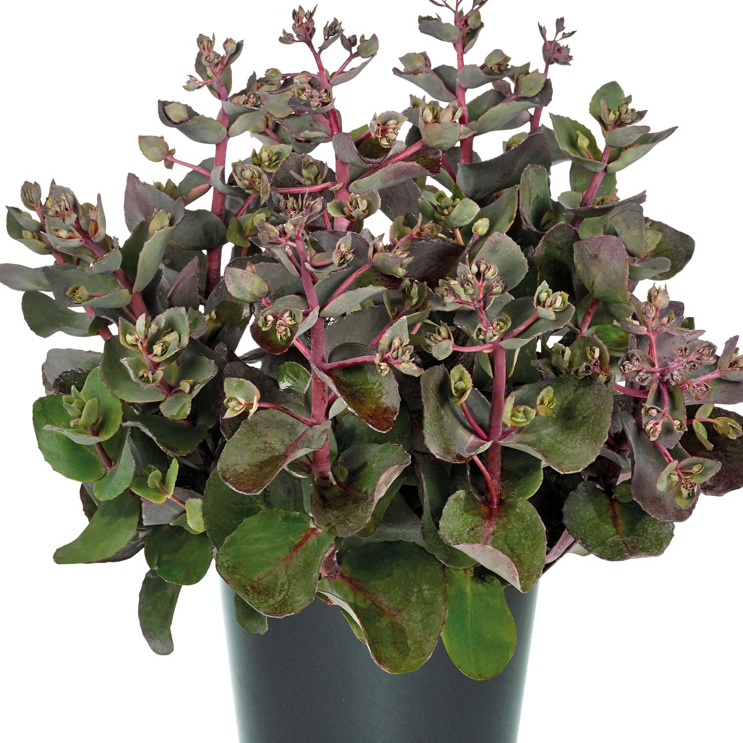 Stauden - Prachtfetthenne 'Seduction Cherry Chocolate' tb Lieferform: Im 0,5 Liter Topf - Sedum telephium Seduction Cherry Chocolate