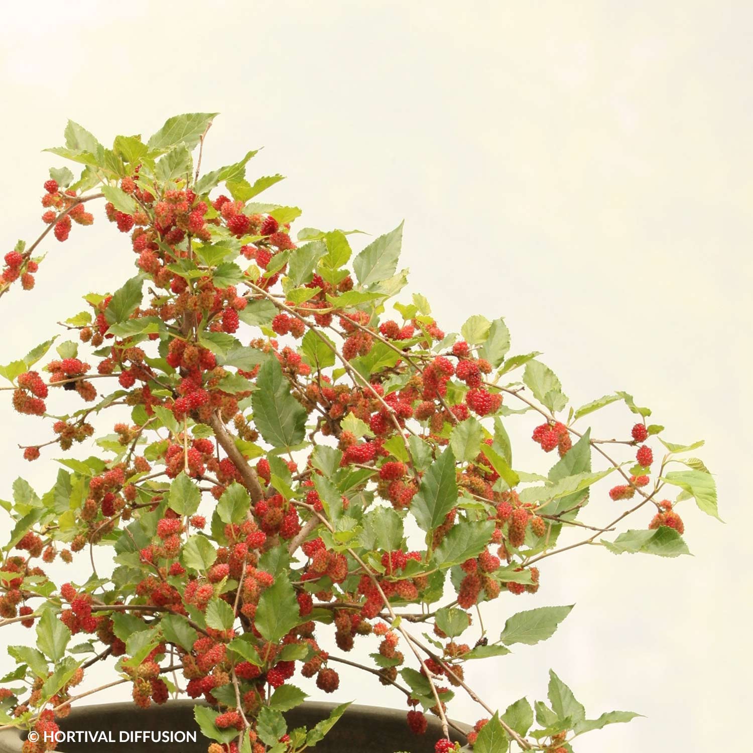 Maulbeere 'Bombyx® Sisiphus Everbearing' Maulbeere 'Bombyx® Sisiphus Everbearing'