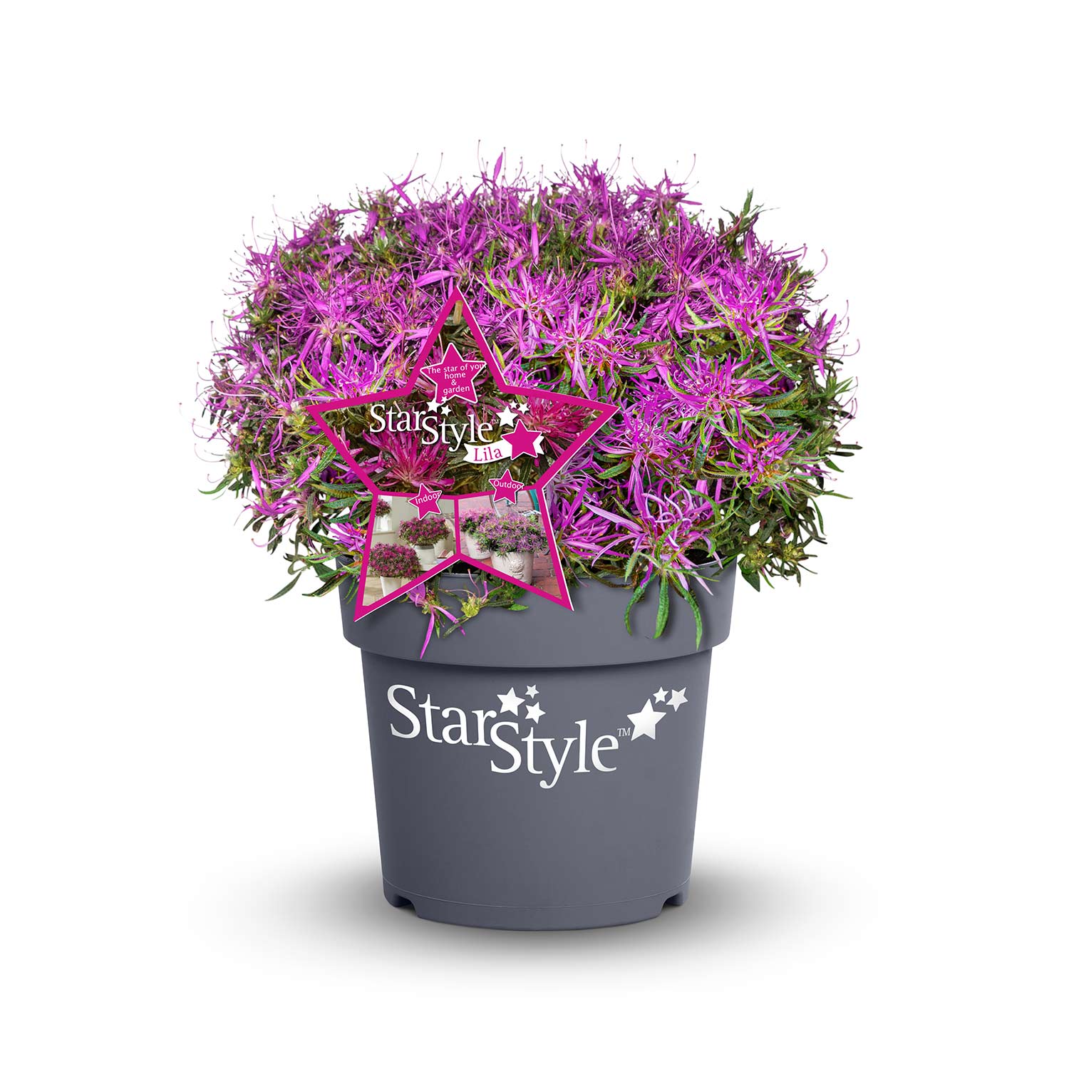 Japanische Azalee 'StarStyle® Lila' 1, 5 Liter Lieferform: Im 1,5 Liter Topf